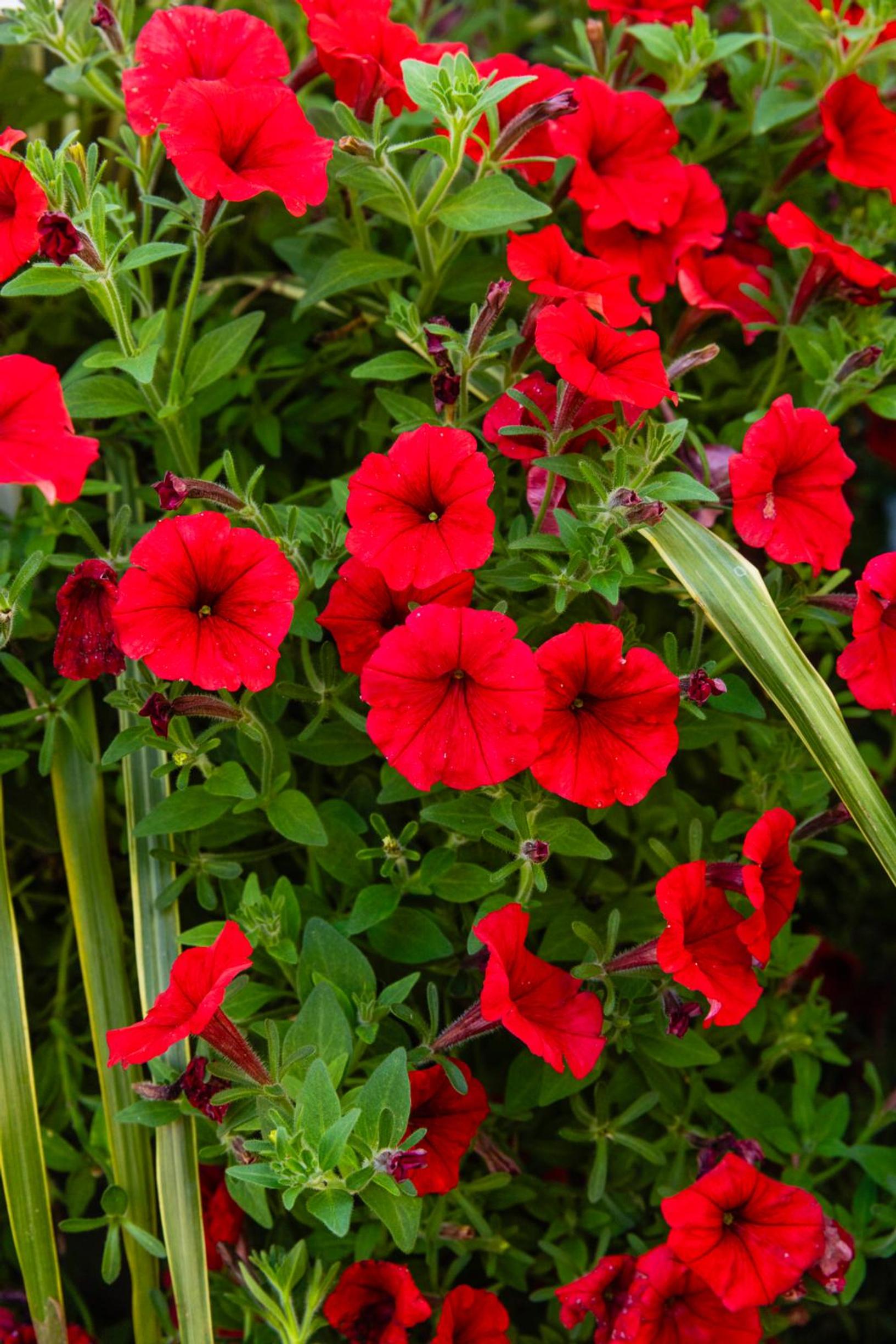Punainen riippuva petunia