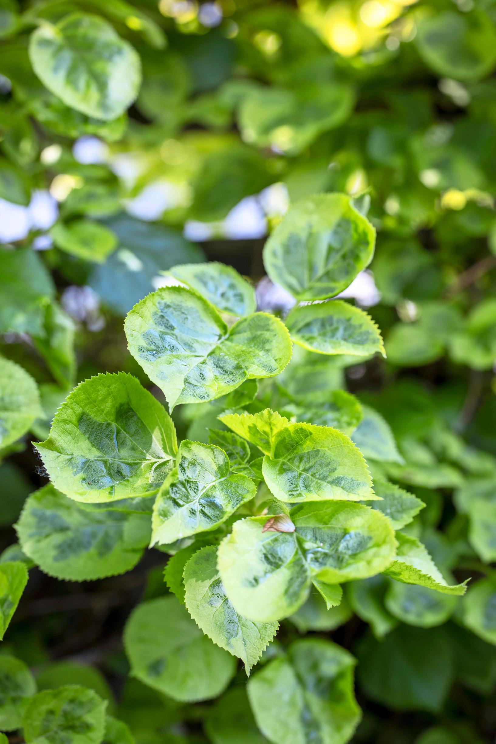 Keltakirjava ’Miranda’ kasvaa vihreälehtistä köynnöshortensiaa hillitymmin.