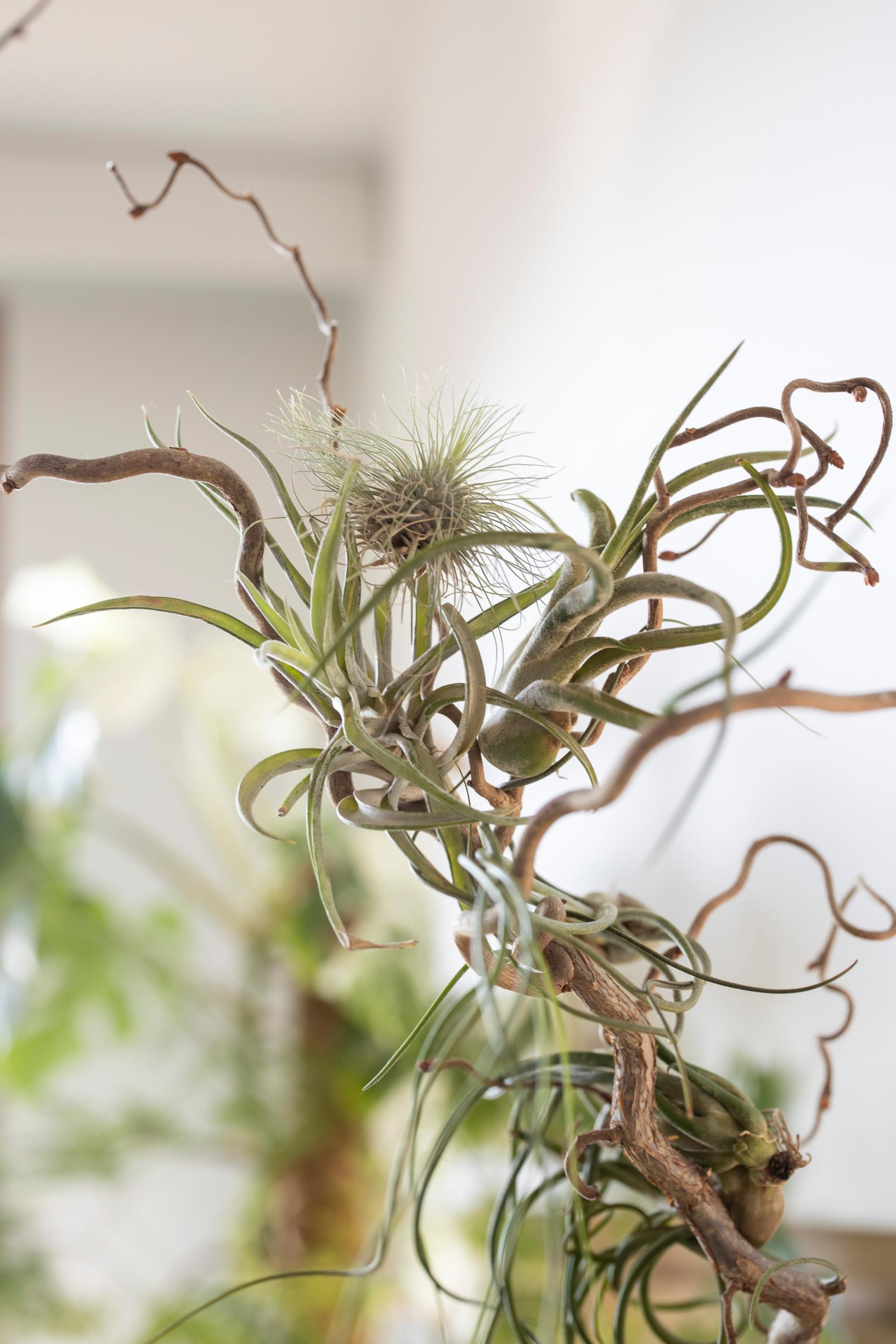 Ilmakasvi, Tillandsia.