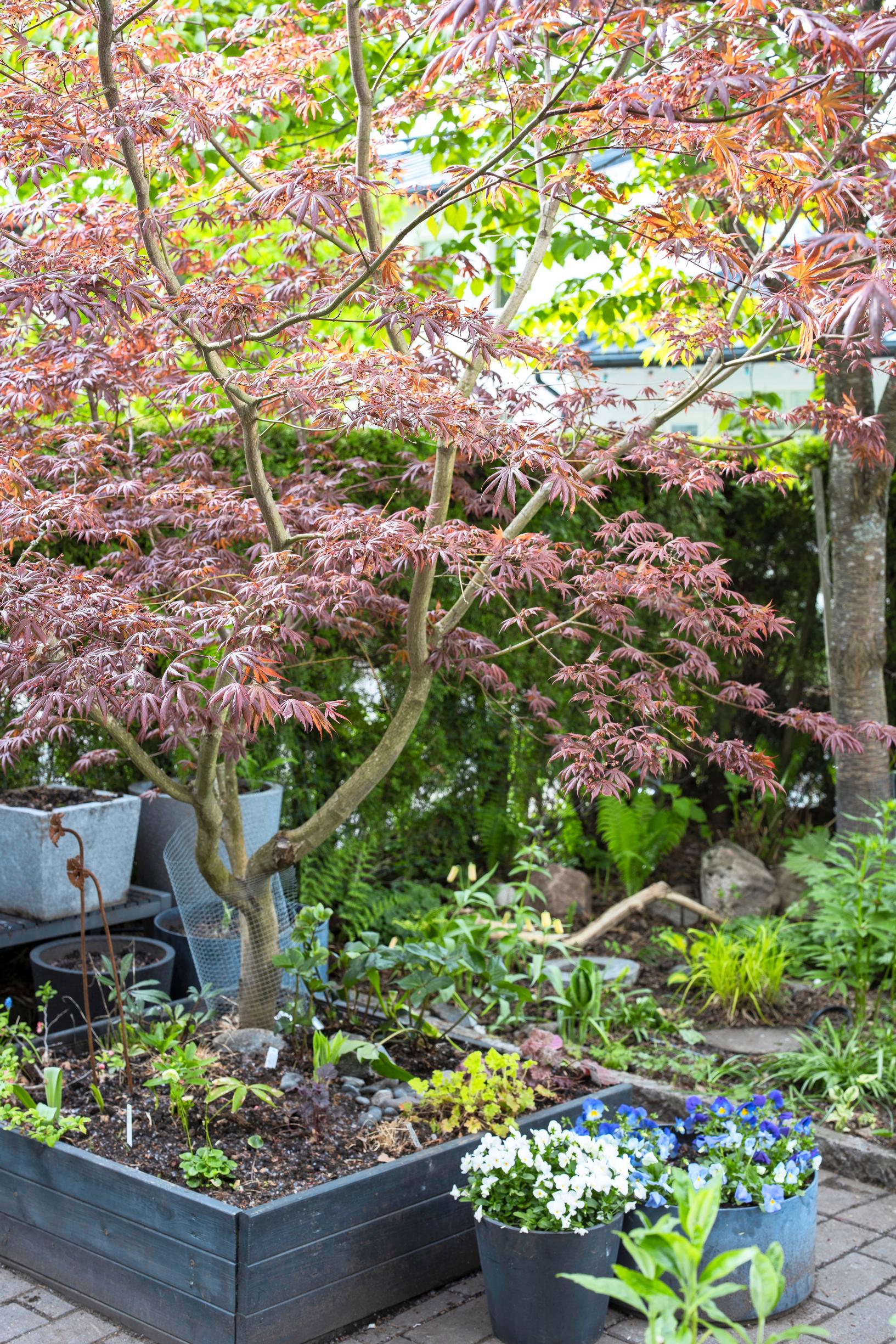 Verijapaninvaahtera ’Bloodgood’ kasvaa vanhassa hiekkalaatikossa.