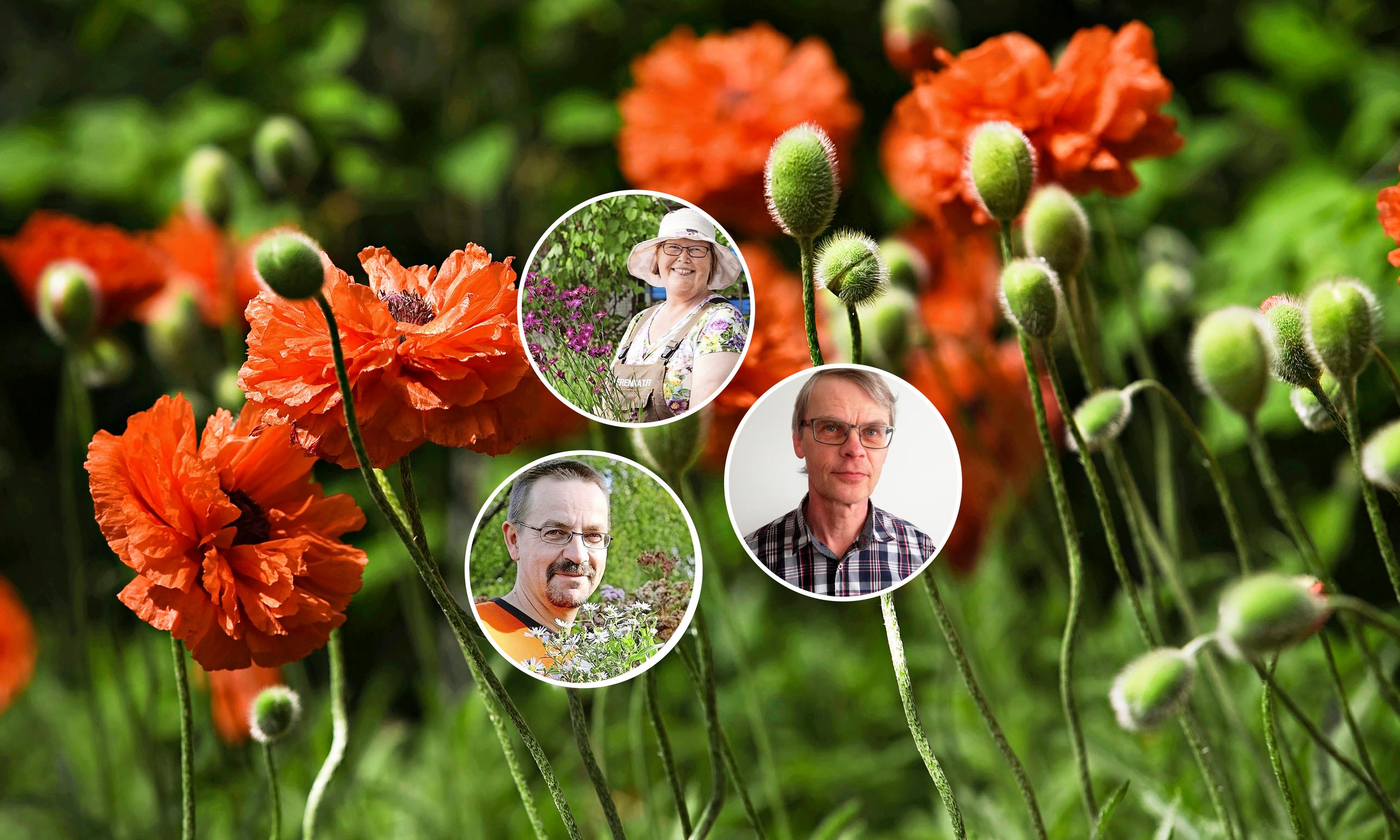 9 parasta punakukkaista perennaa – näitä ammattilaiset suosittelevat!