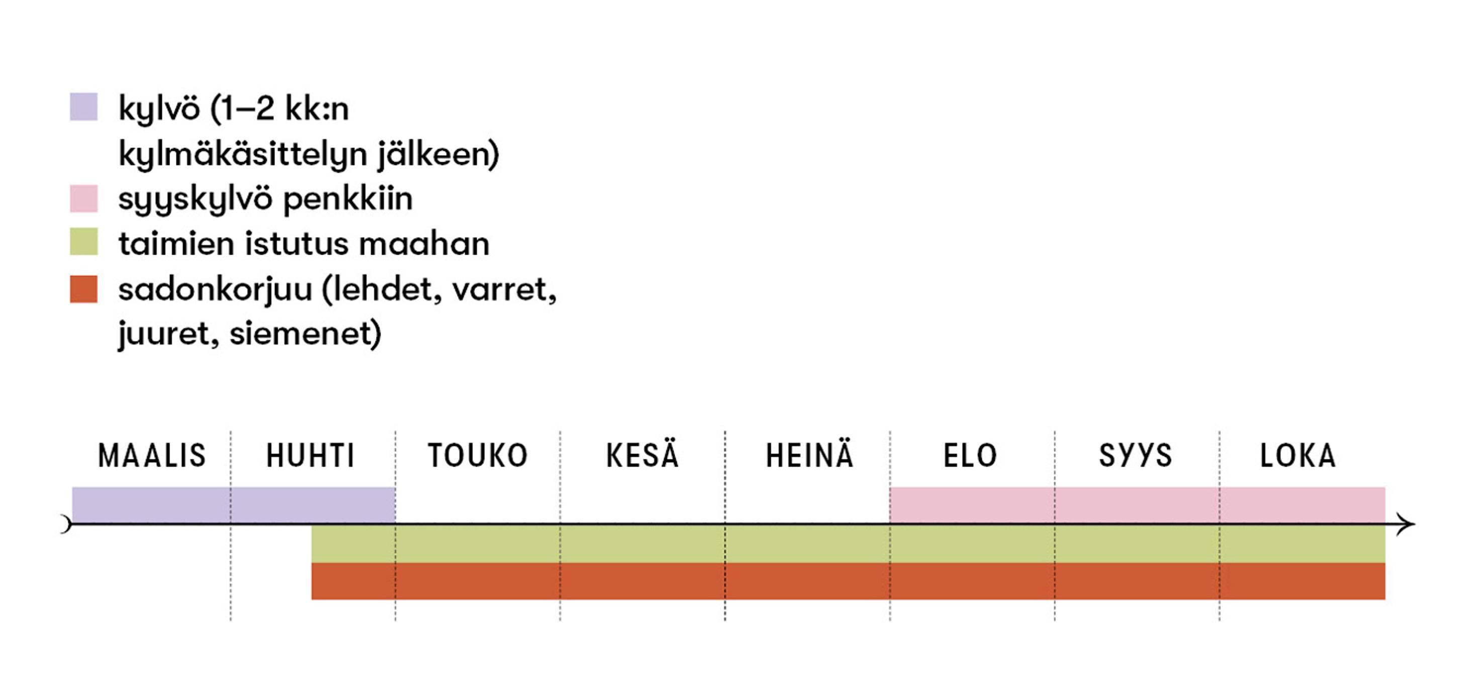Väinönputken kylvö- ja sadonkorjuuajat