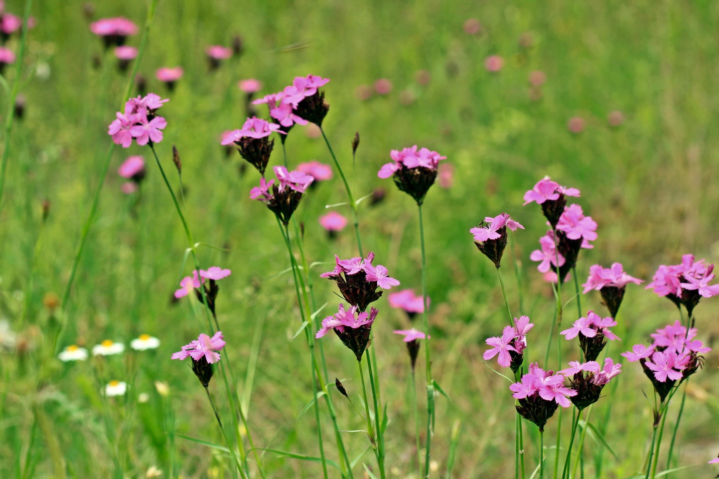Munkkineilikka Dianthus carthusianorum