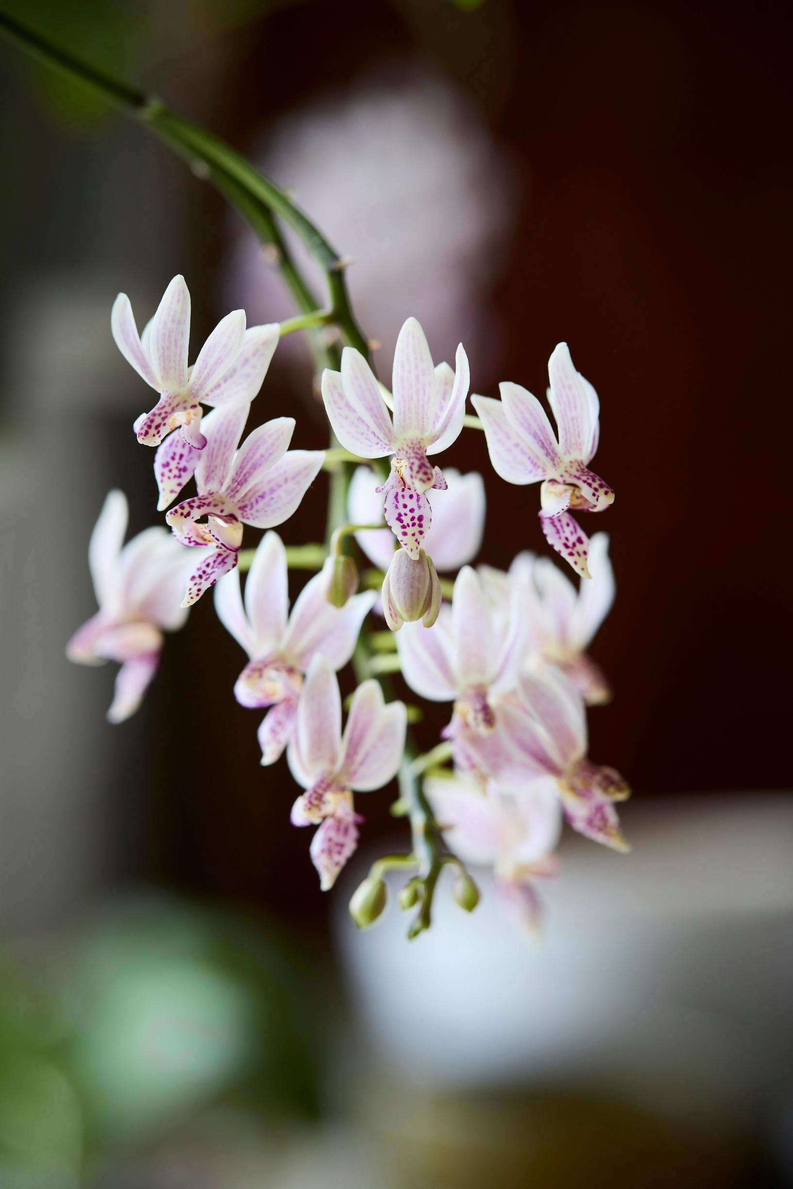 Primäärihybridi Donna’s Delight, Phalaenopsis-risteymä (equestris × finleyi)