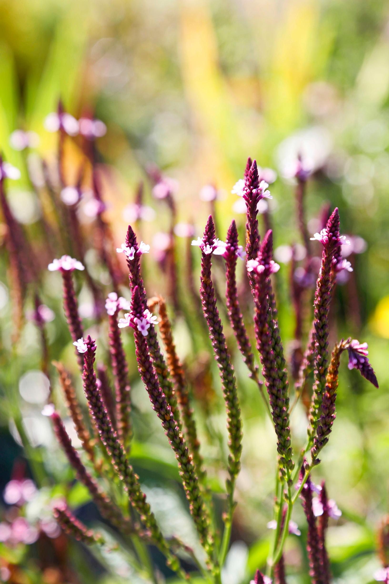 Tähkäverbena