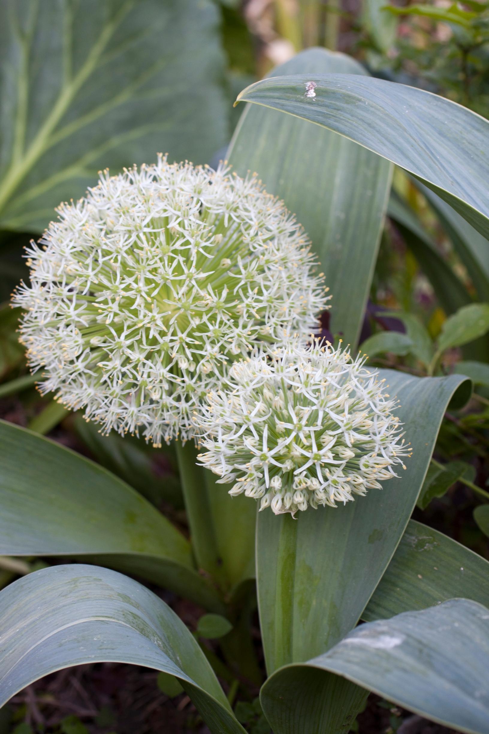 Pallolaukka ’Ivory Queen’