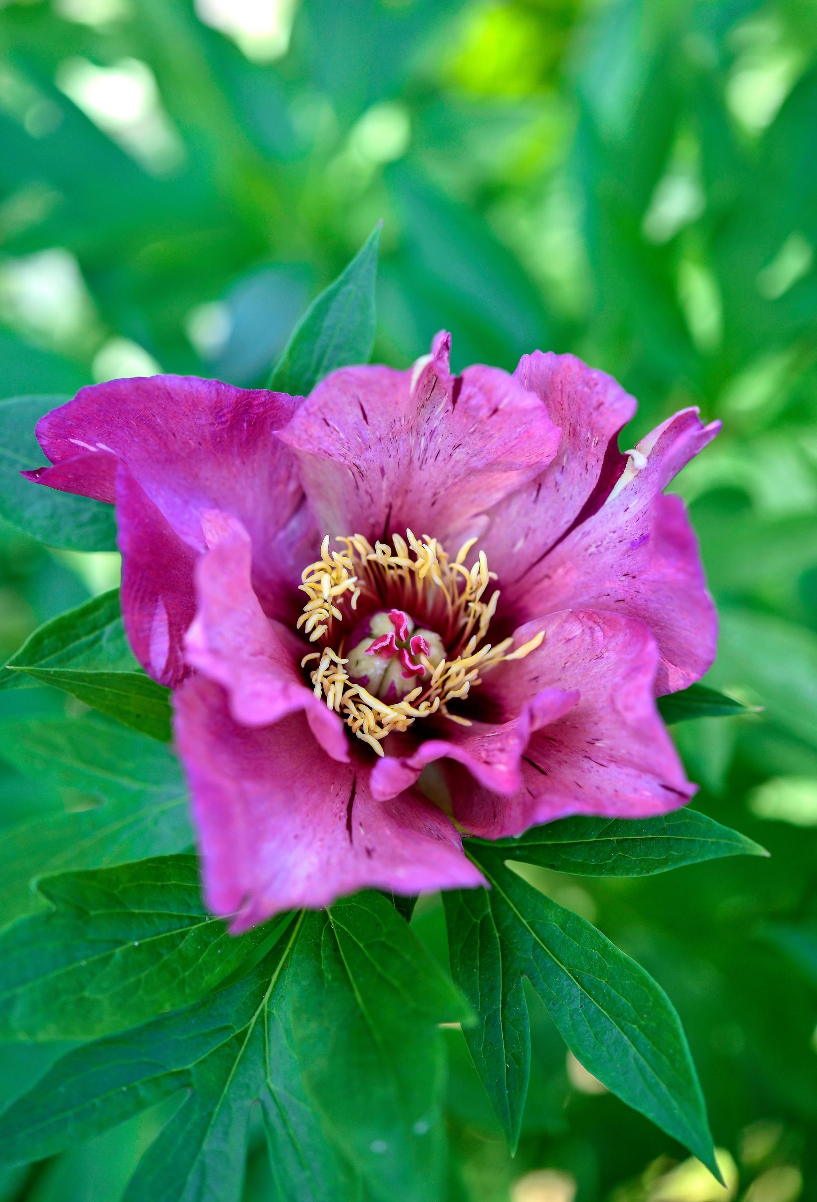 Itoh-pioni 'Morning Lilac' on tuoksuton.