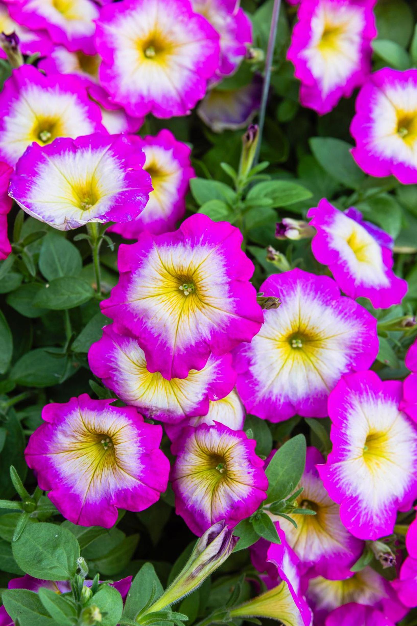 Kolmivärinen petunia