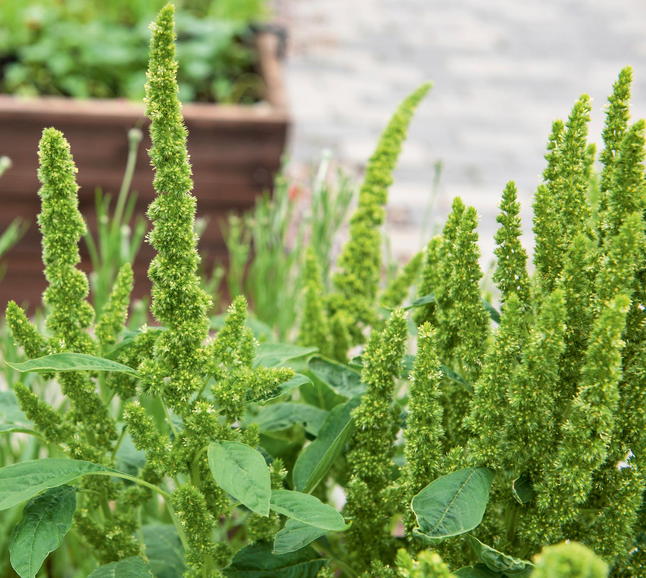 Meksikonrevonhäntä ’Green Thumb’