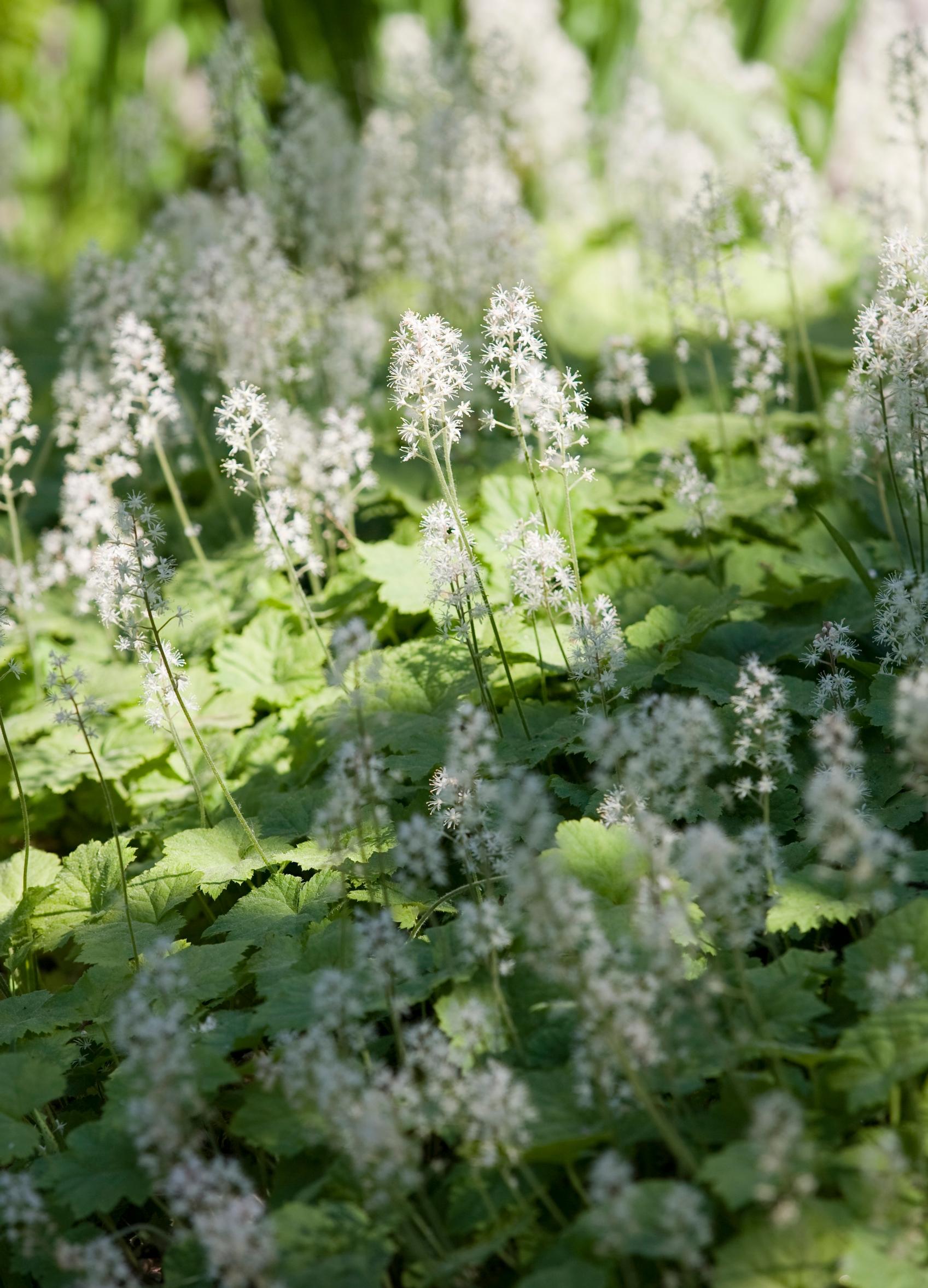 Rönsytiarella