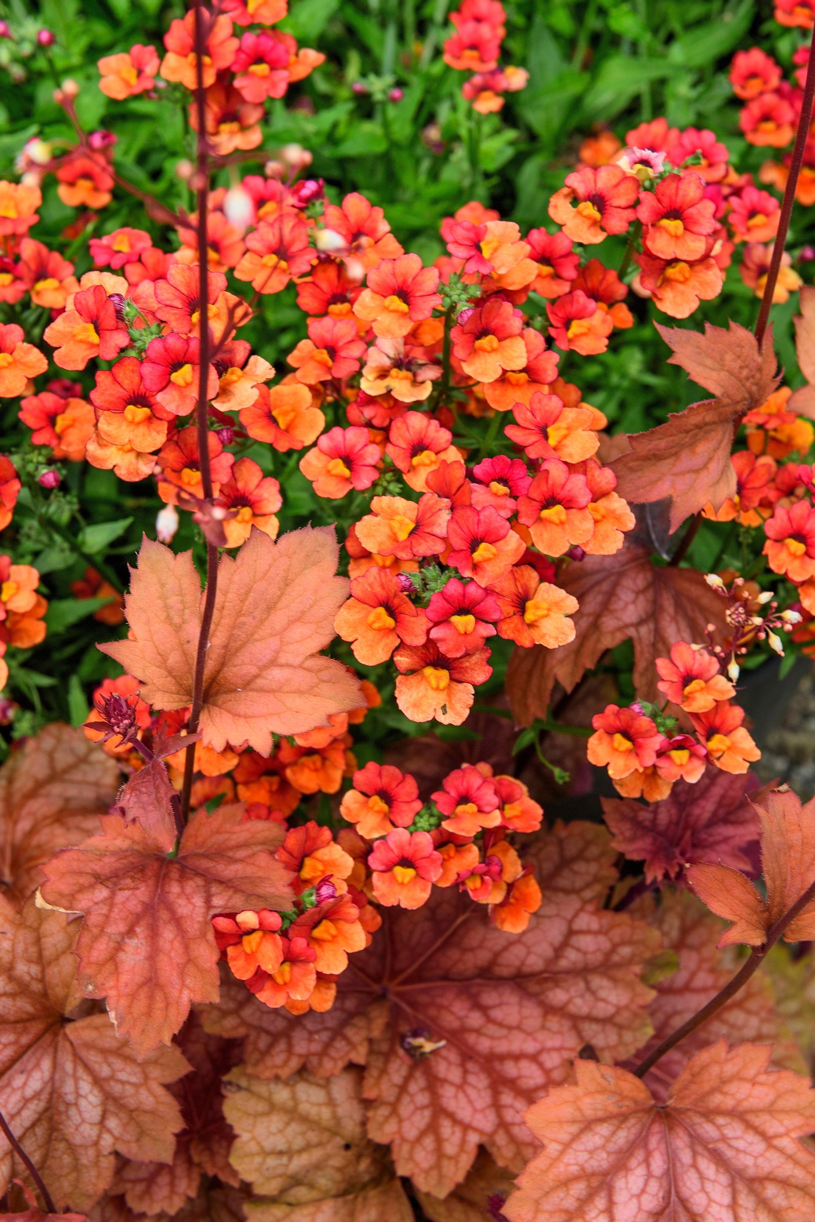 Kohtalonkukka 'Sunsatia Blood Orange' Claus Dalbyn puutarhassa