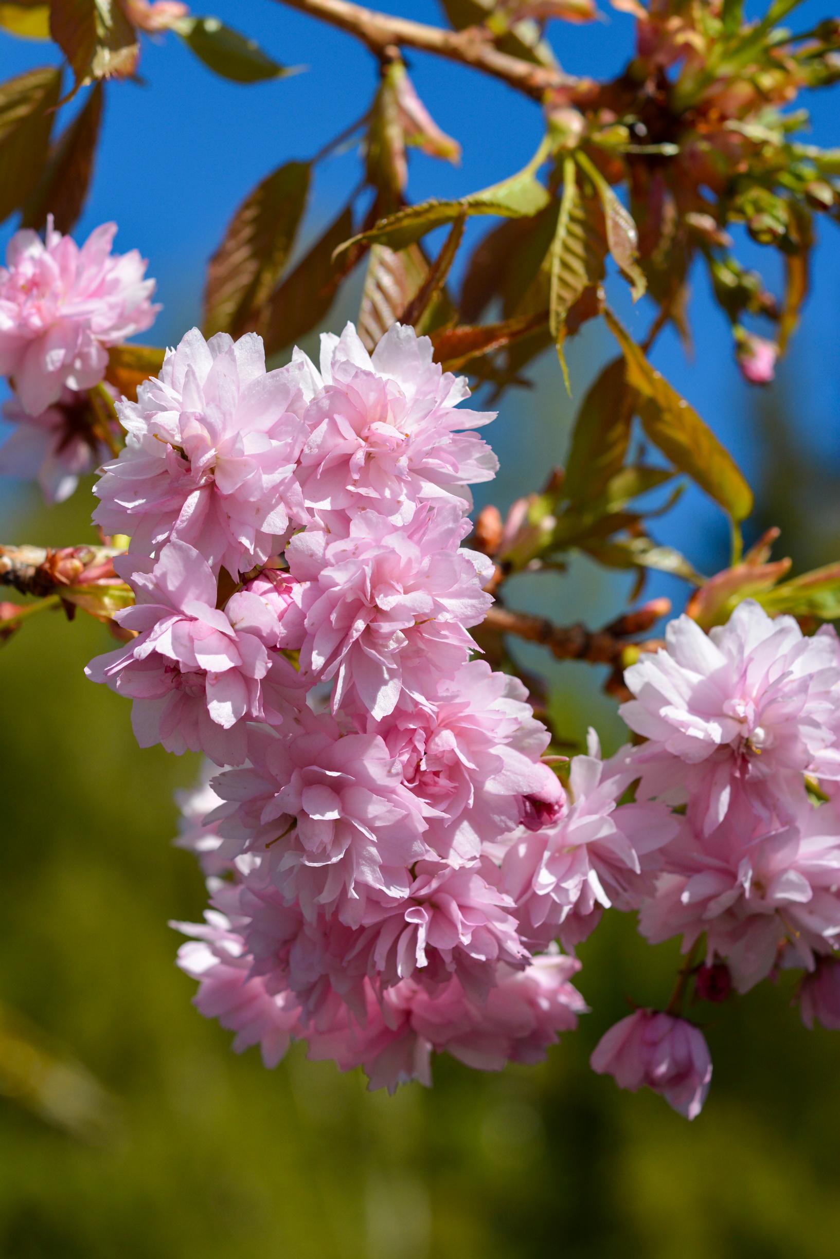 Japaninkirsikka 'Kiku-Shidare-Sakura'
