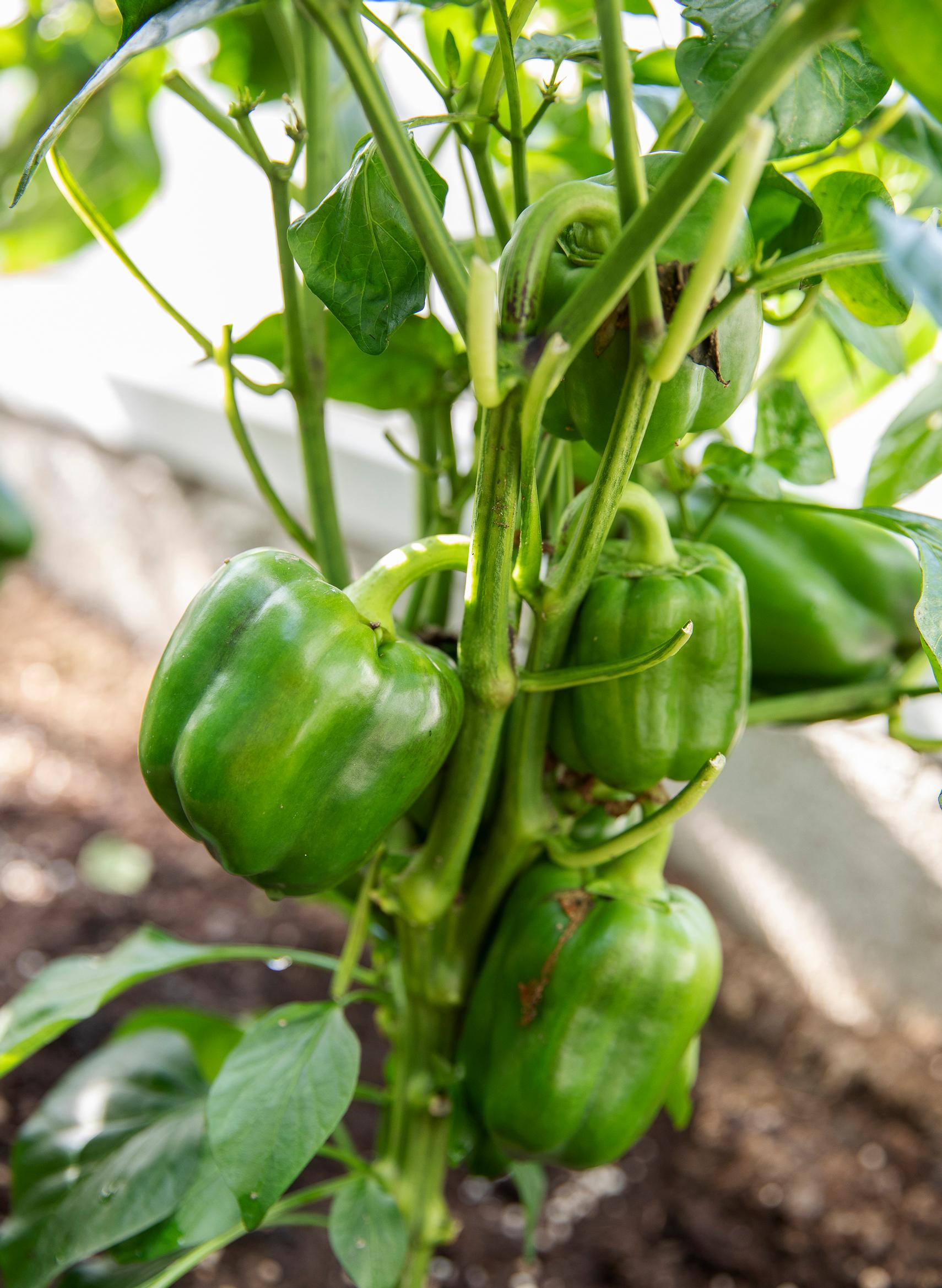 Paprika ruukussa kasvihuoneessa