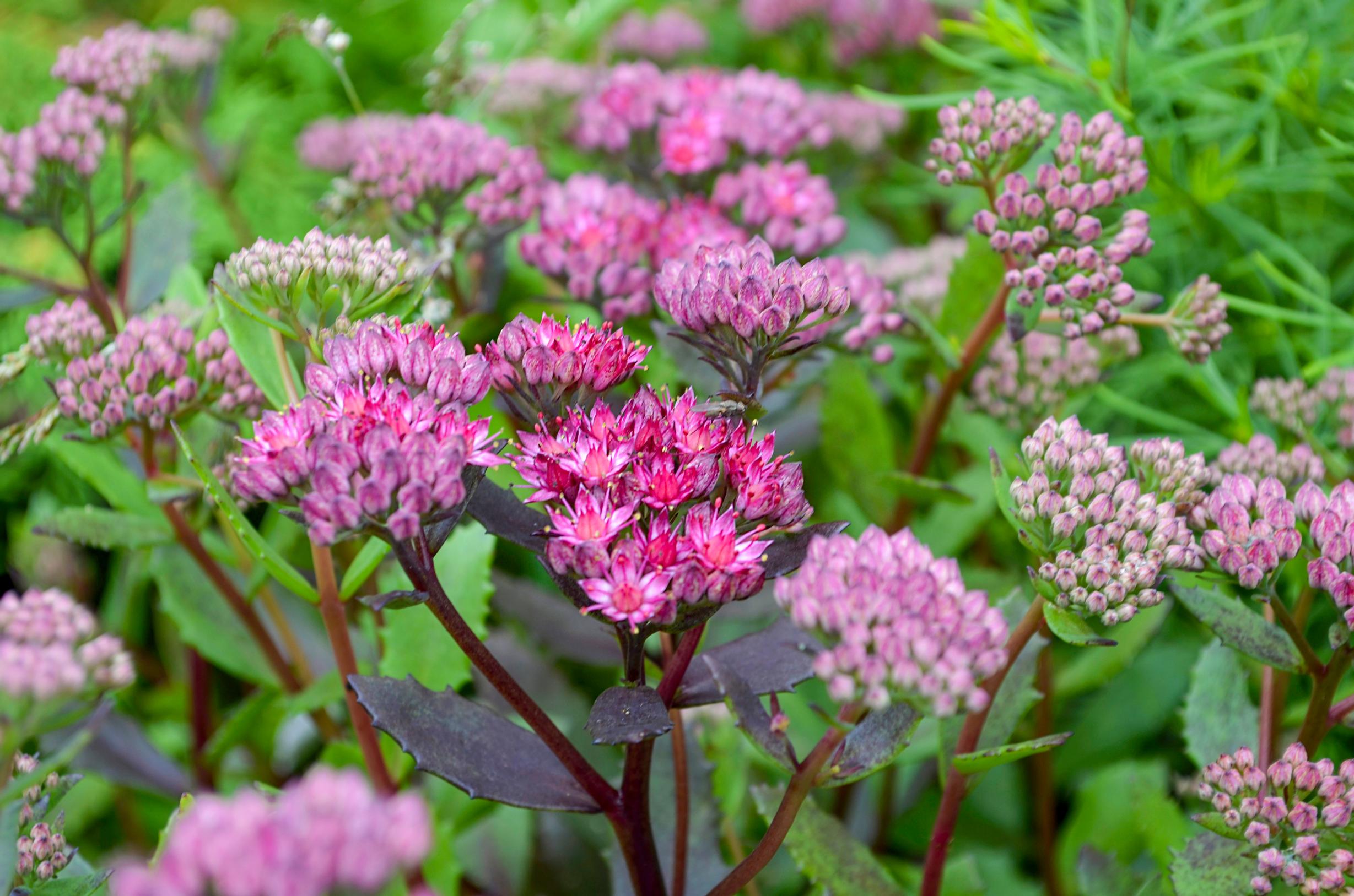 Hurmemaksaruoho ’Common Red’