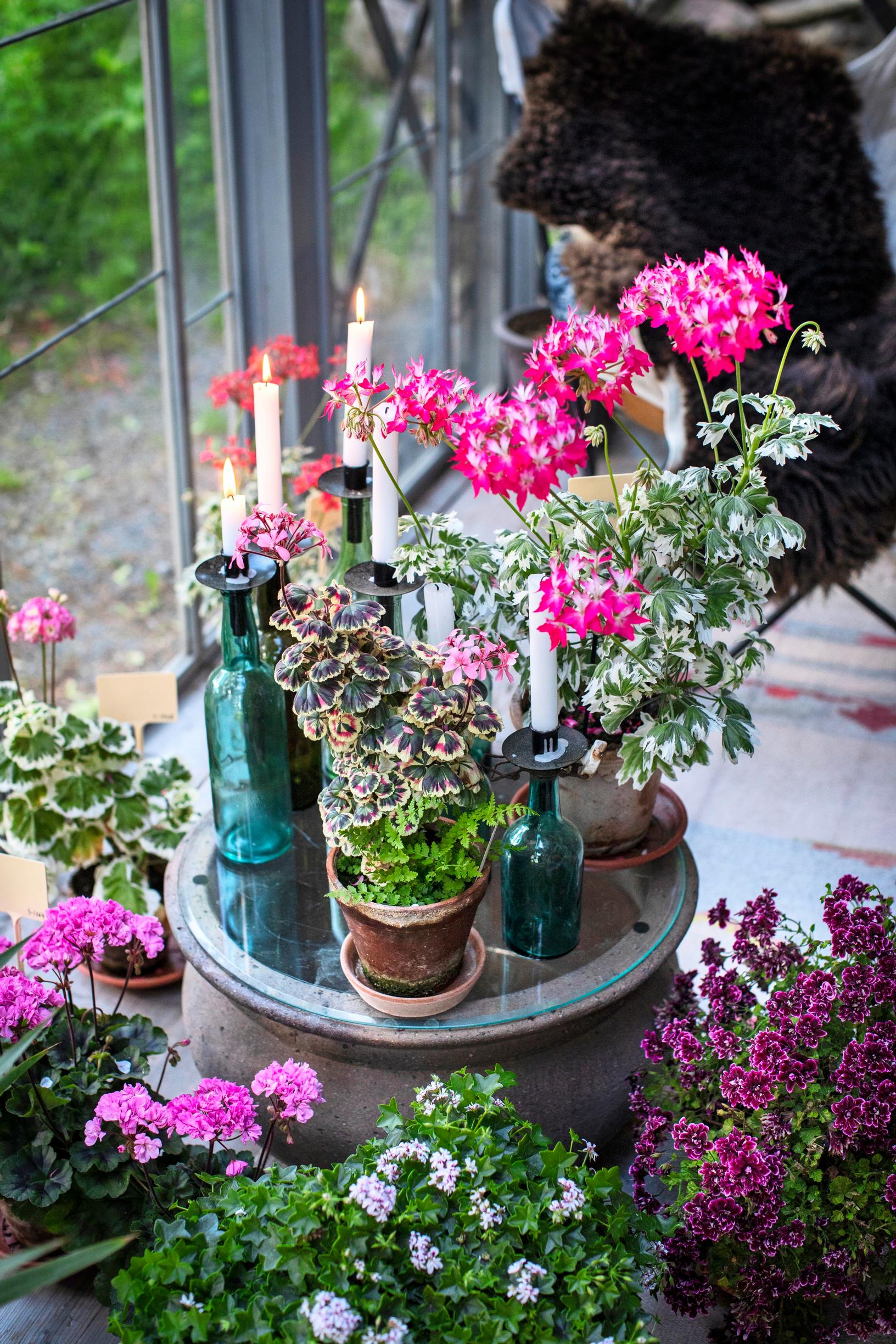 Jotkin pelargonit kukoistavat parhaiten suojassa