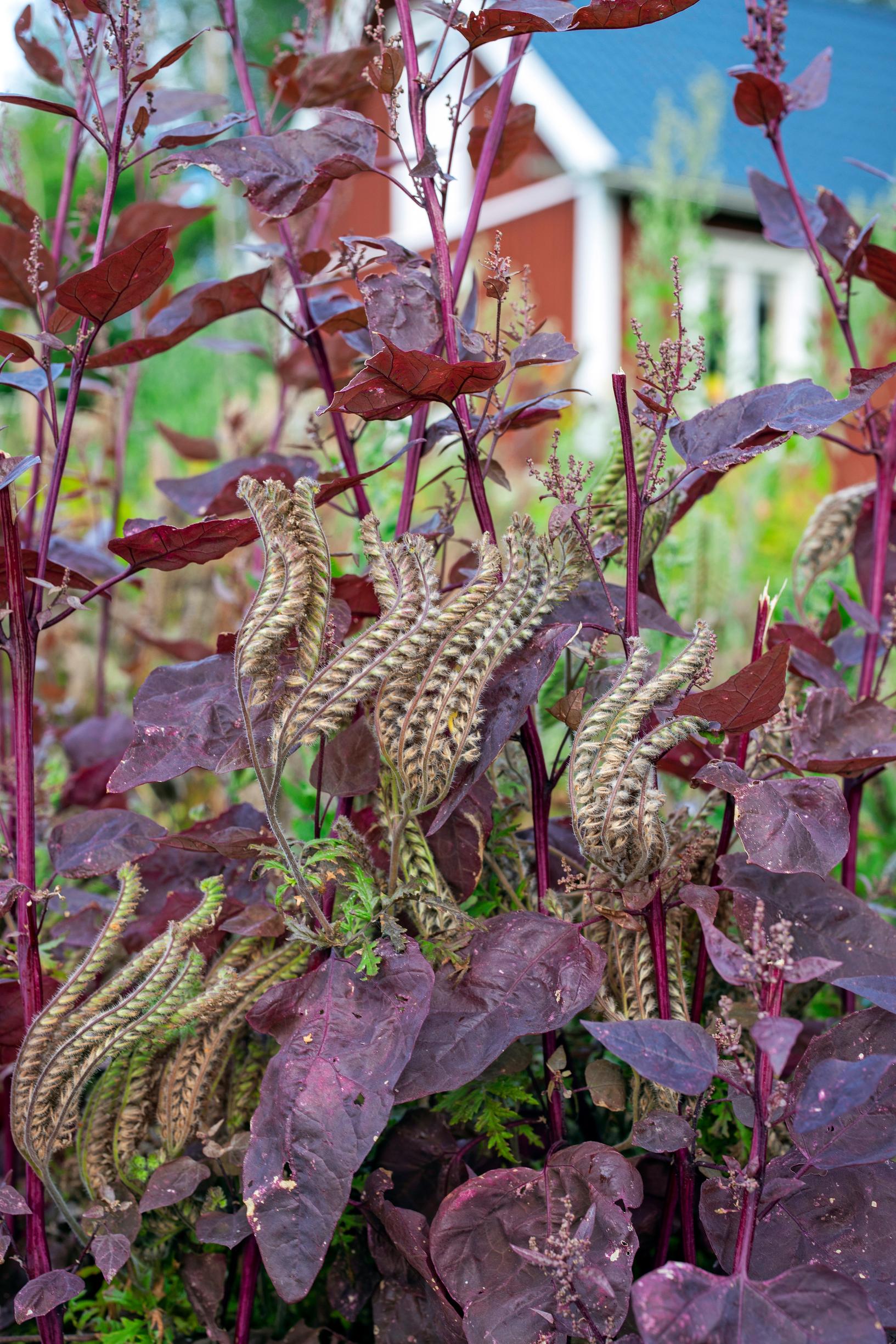 Punertava tarhamaltsa ja hunajakukka Ulla-Maijan puutarhassa