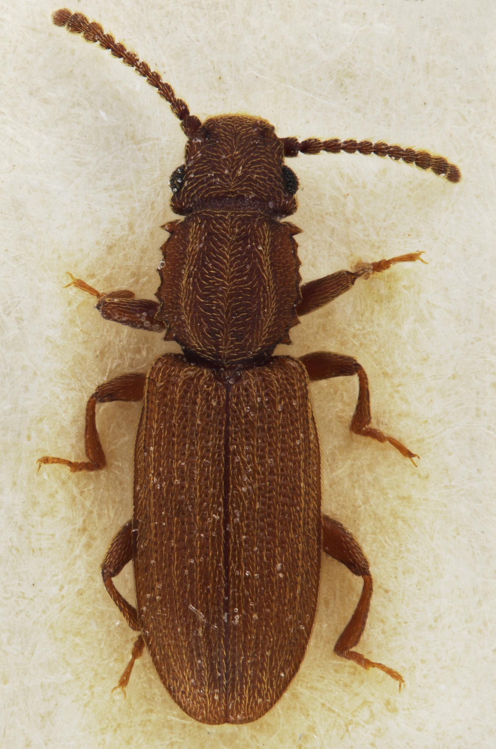 Riisihärö (oryzaephilus surinamensis)
