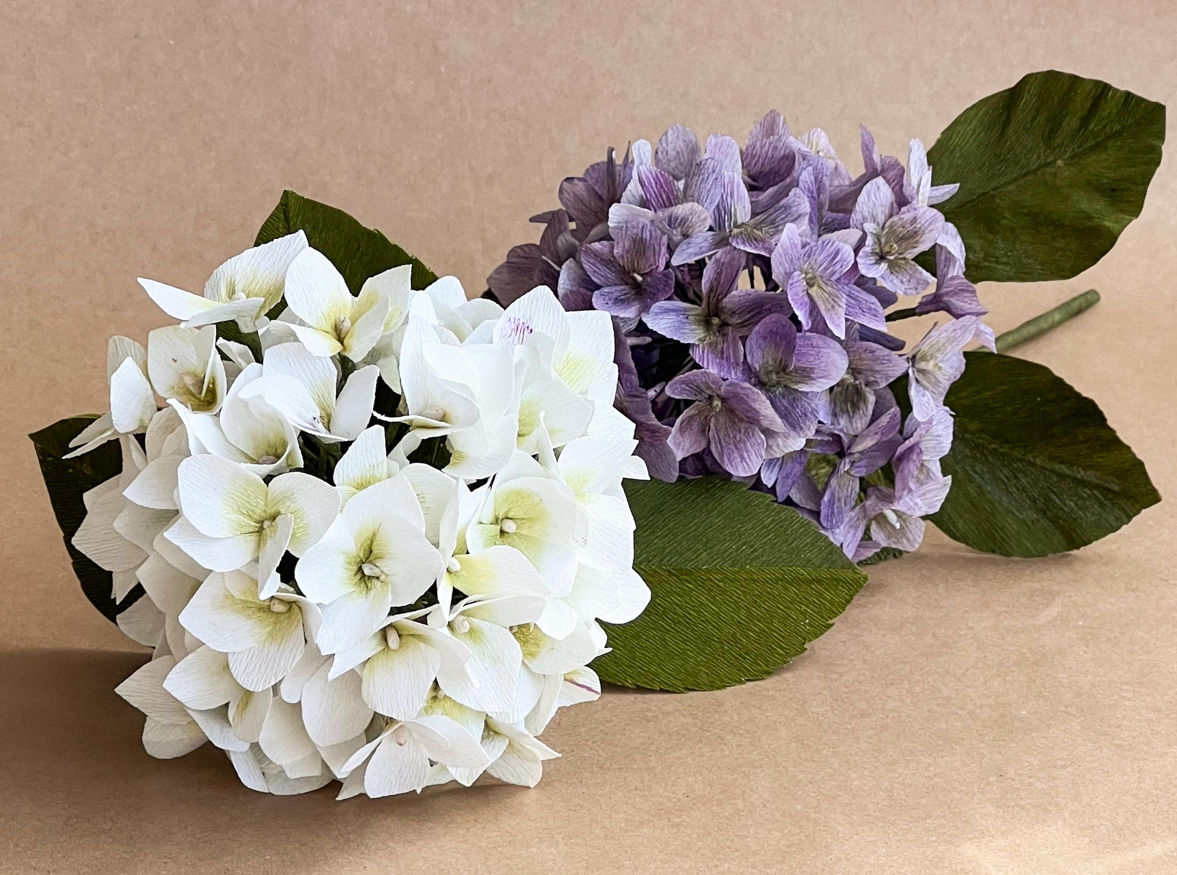 Valkoinen ja violetti paperihortensia
