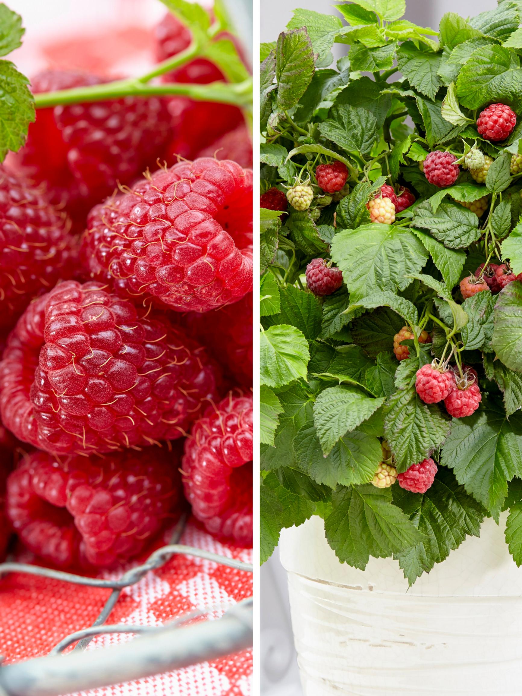 Makea, makeampi, makein – valitsimme parhaat punaiset vadelmalajikkeet!