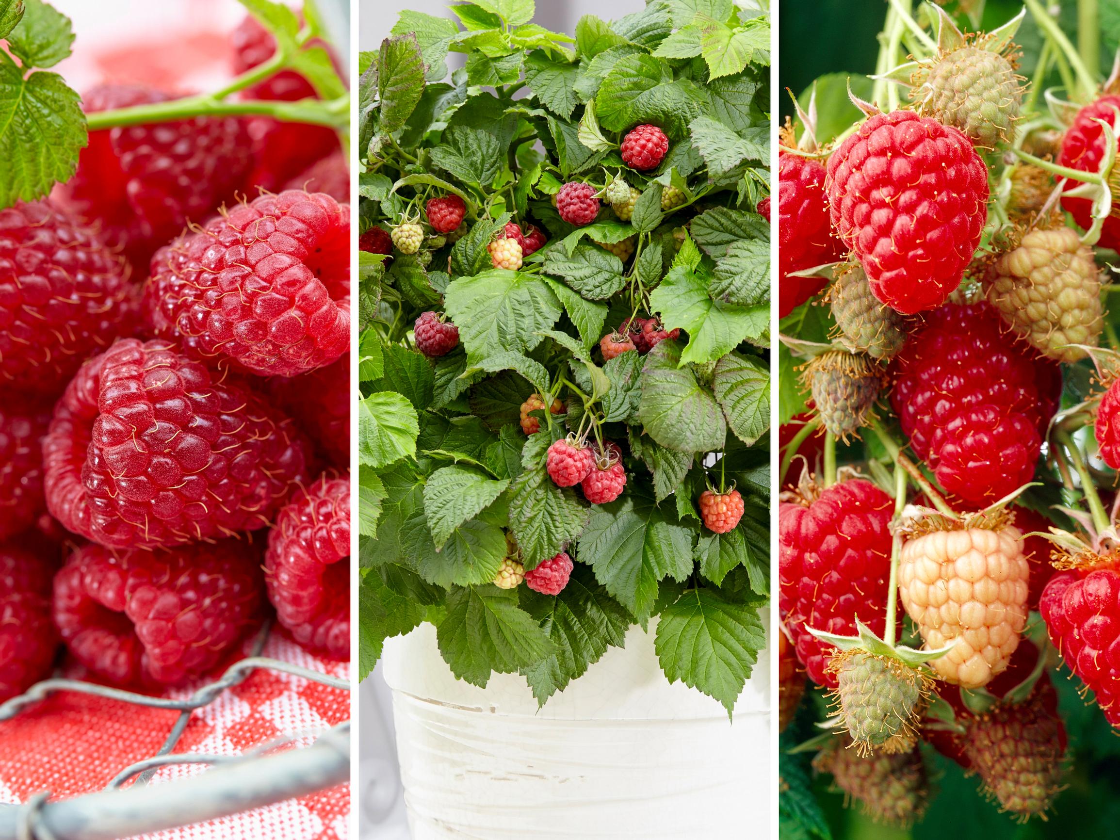 Makea, makeampi, makein – valitsimme parhaat punaiset vadelmalajikkeet!