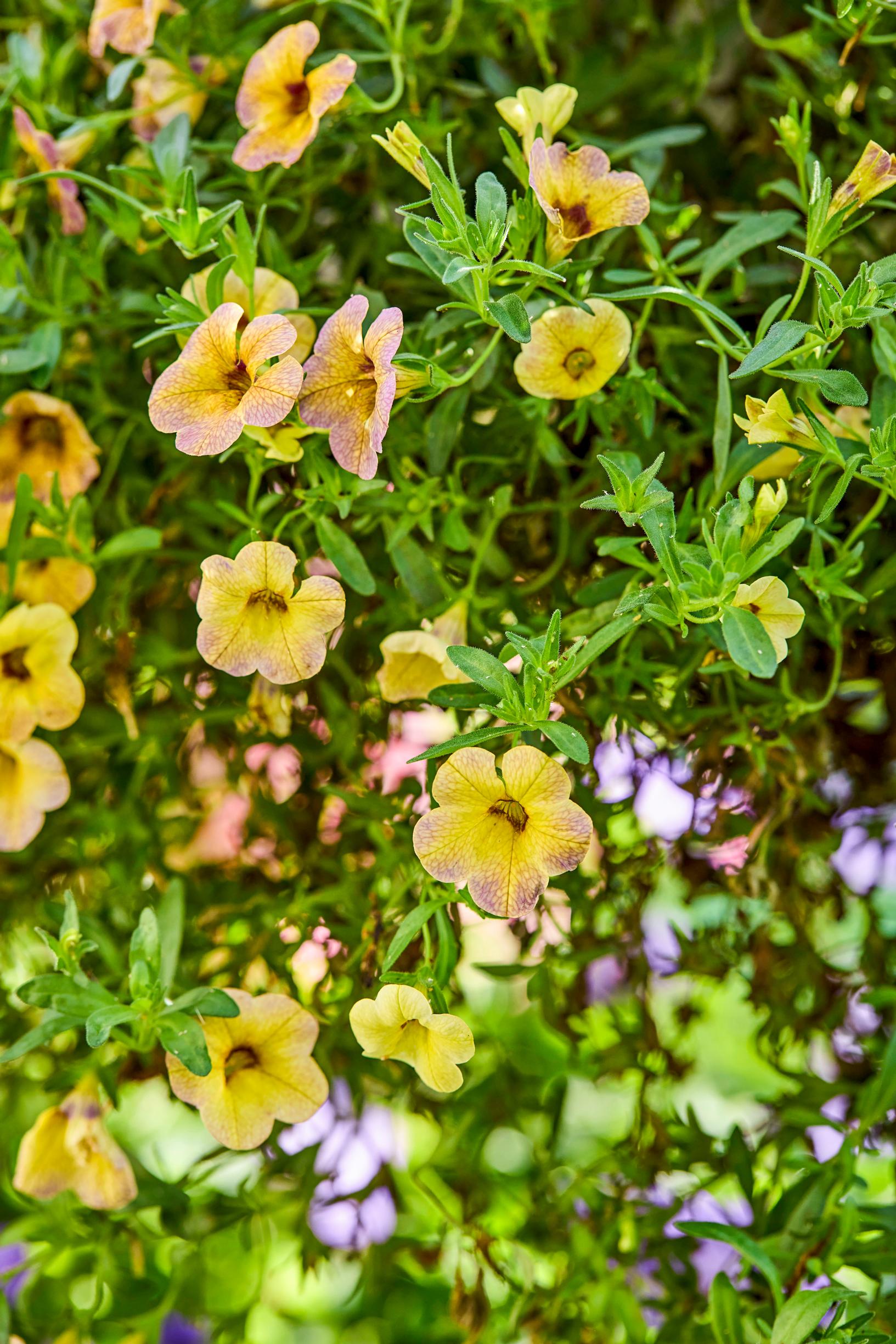 Kesäkukka-amppelit: pikkupetunia