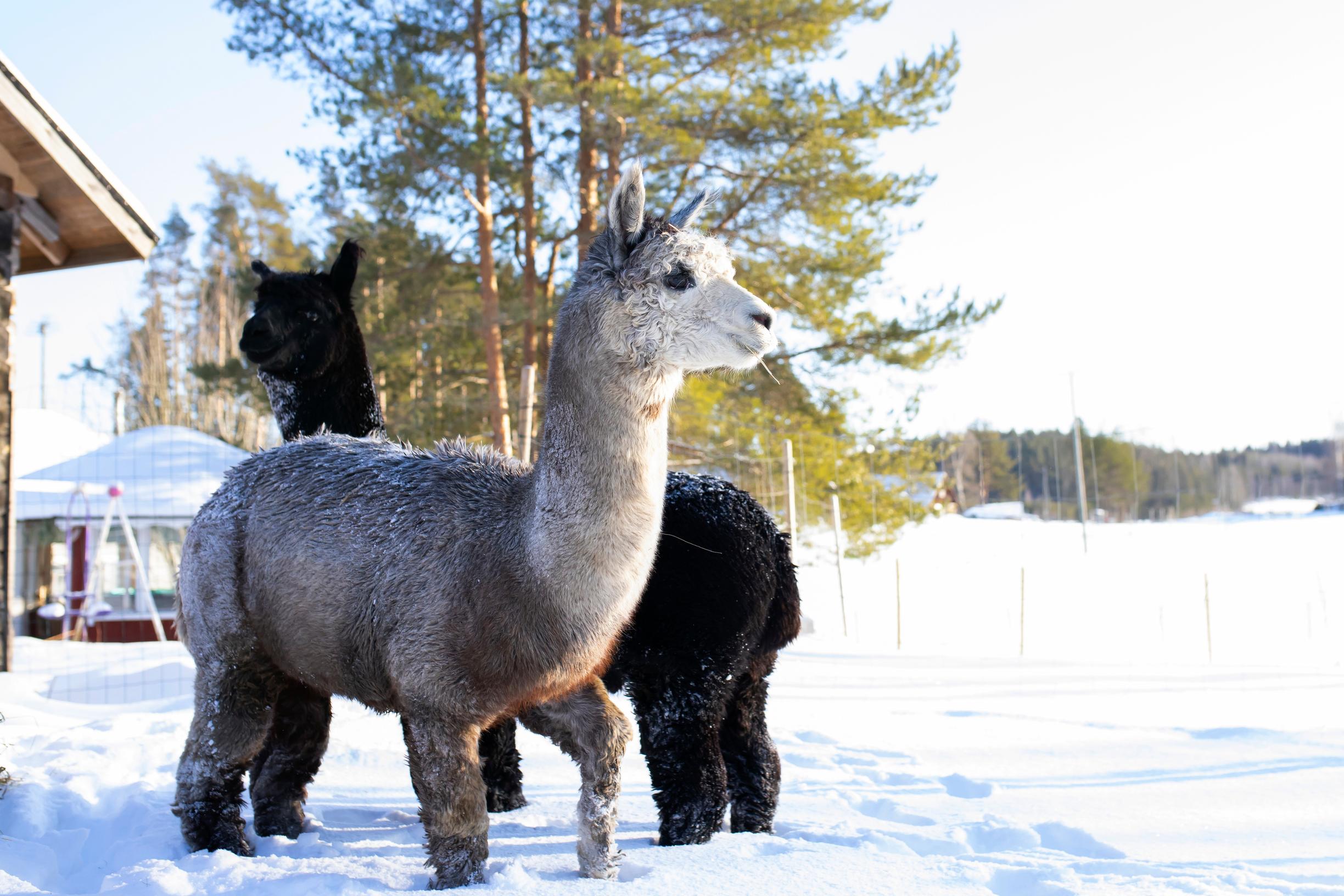 Laumassa viihtyviä alpakoita