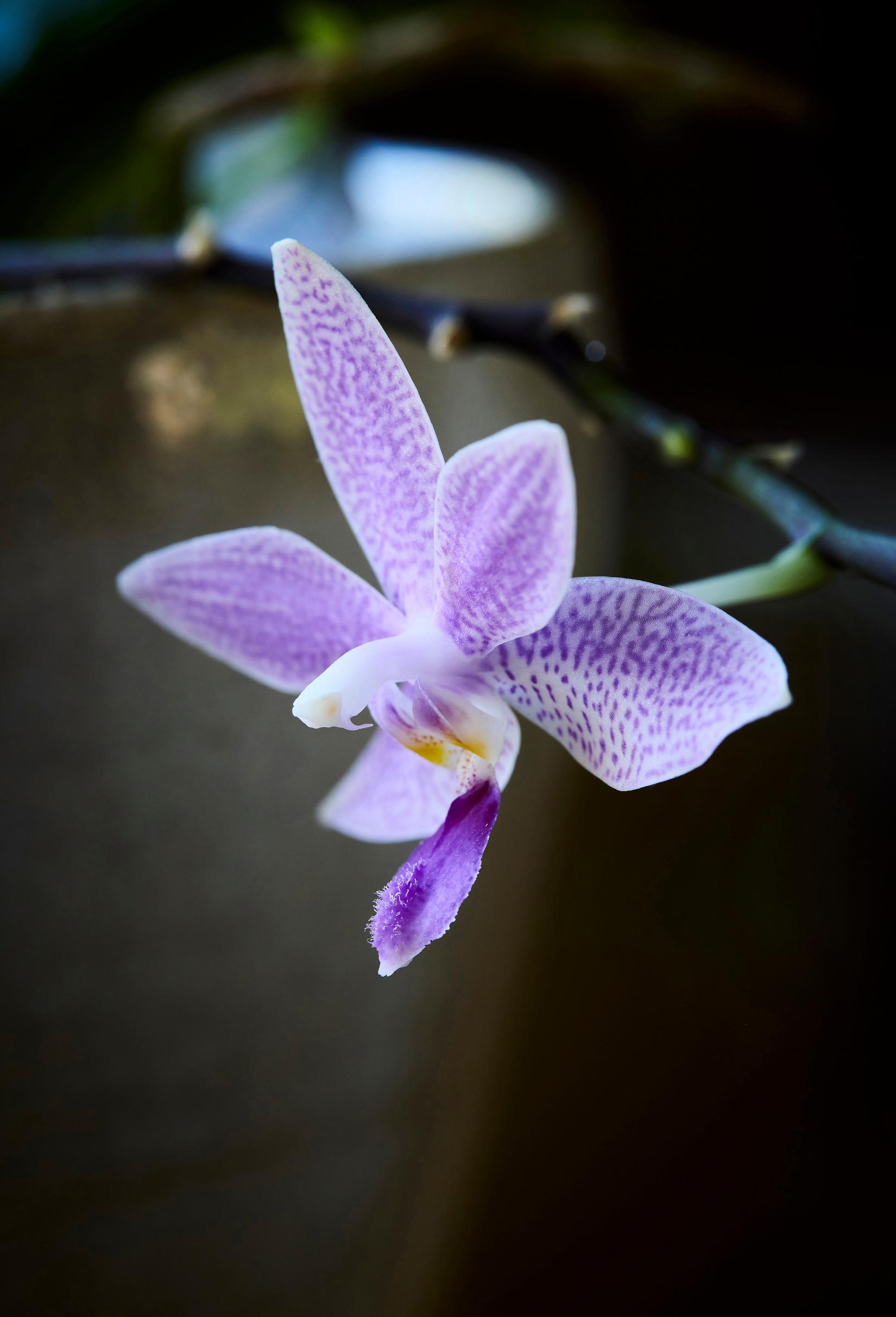 Primäärihybridi Hiroshima Tetratis, Phalaenopsis-risteymä (equestris rosea × speciosa)