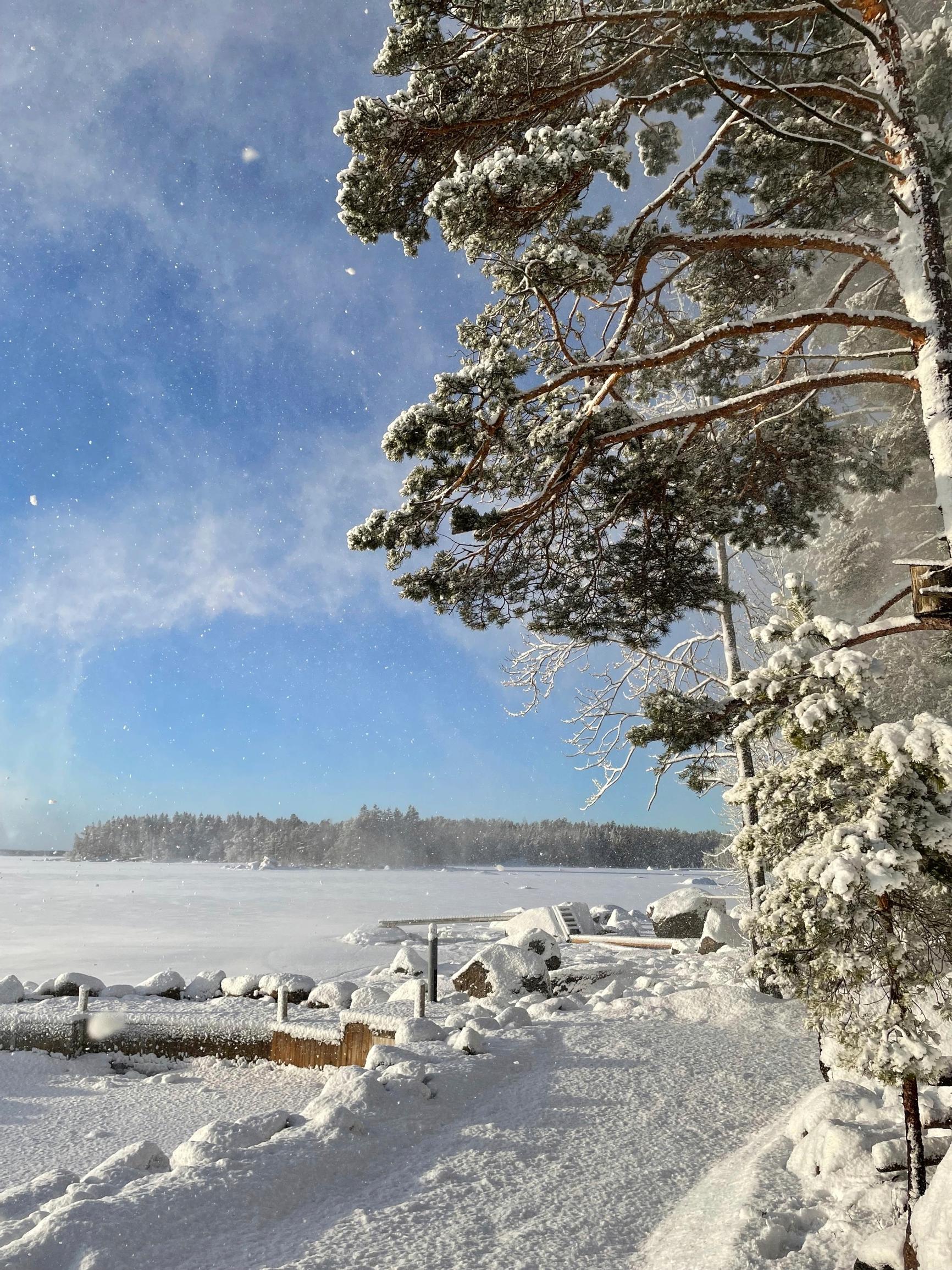 talvinen merenranta Mika Vehmaan mökillä, mäntyjä