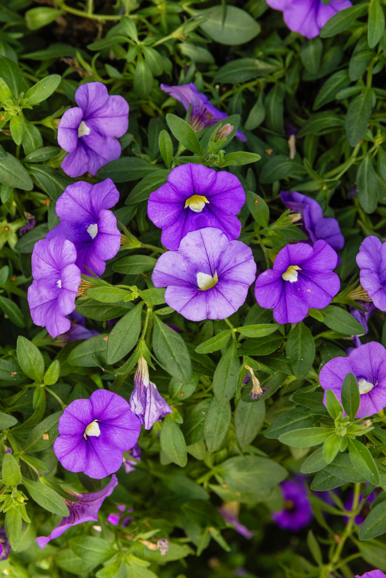 Miljoonakello eli pikkupetunia
