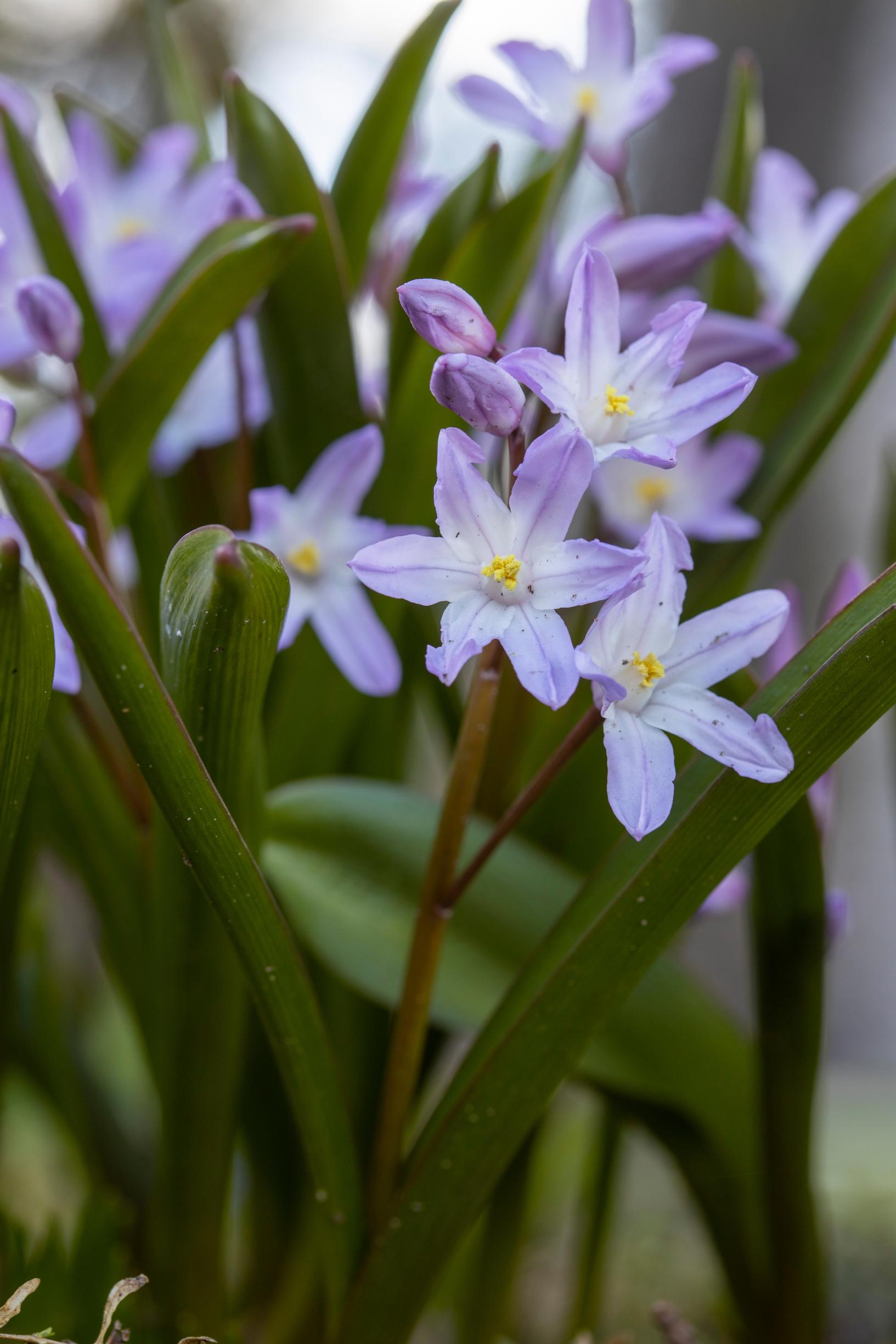 Kirjokevättähti (Scilla forbesii) ’Pink Giant’.