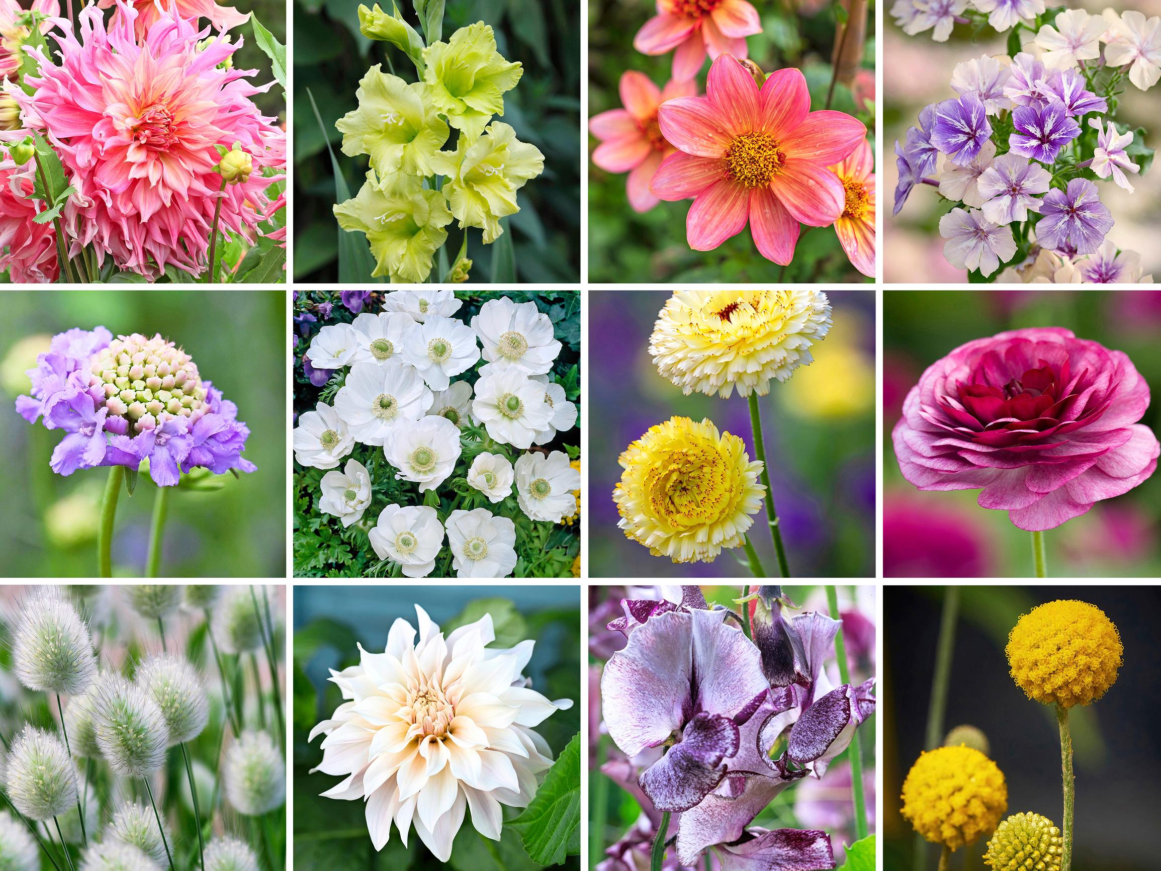 51 kauneinta leikkokukkaa, jotka voit kasvattaa itse kimppuihin!