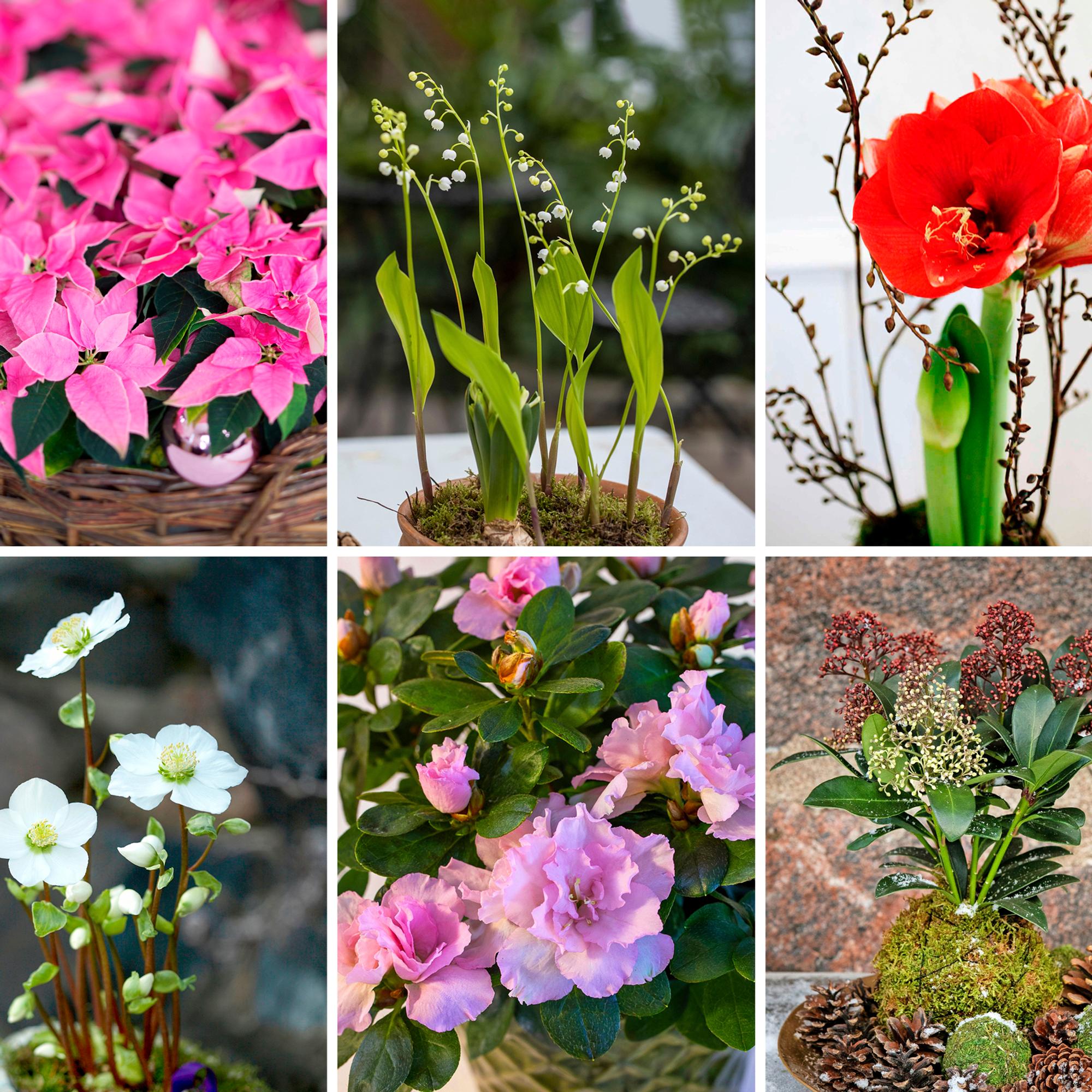 Mikä joulukukka on kaikkein kaunein? Äänestä suosikkiasi ja katso, mikä kukka on muille tärkein joulutunnelman tuoja