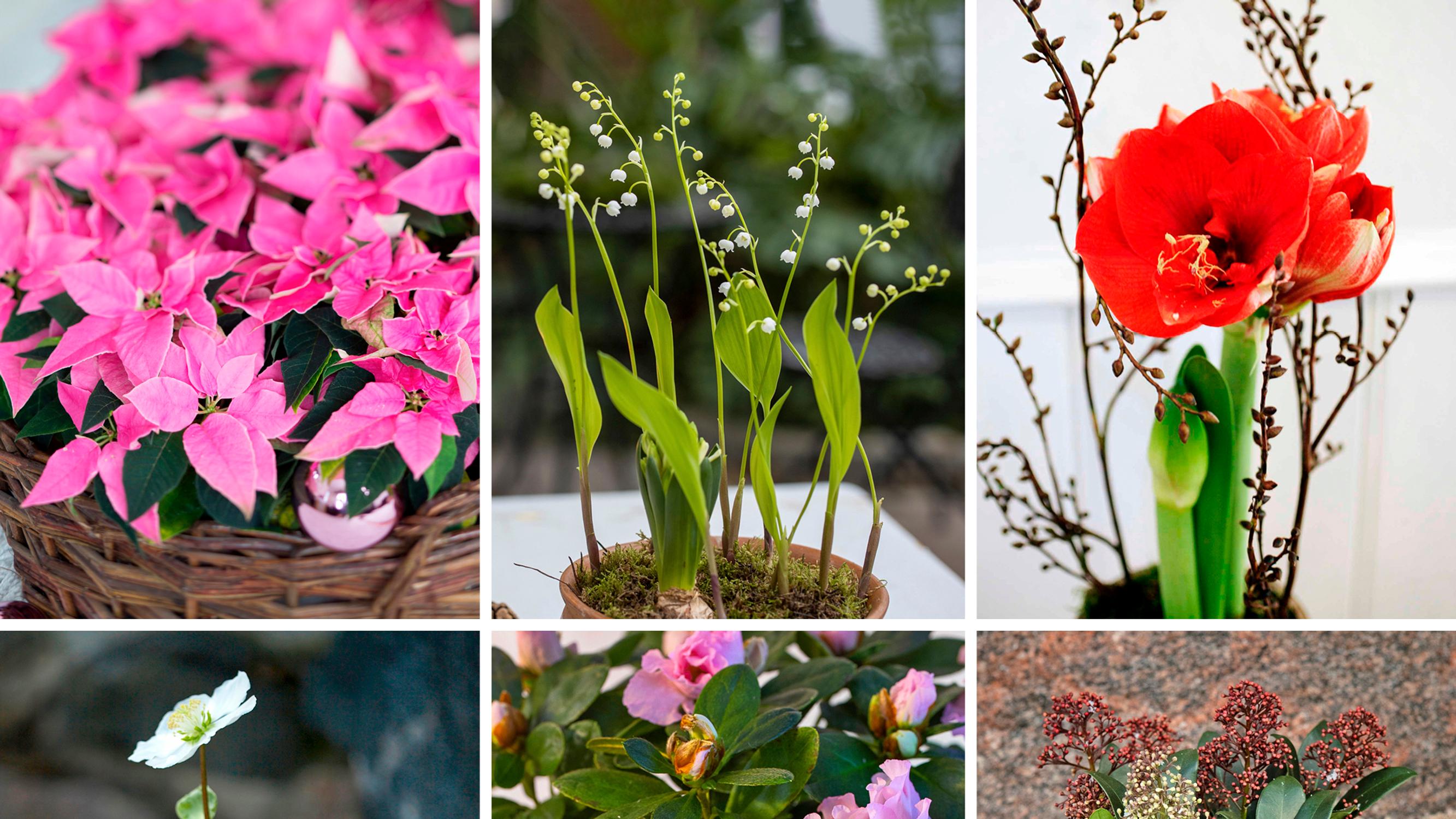 Mikä joulukukka on kaikkein kaunein? Äänestä suosikkiasi ja katso, mikä kukka on muille tärkein joulutunnelman tuoja