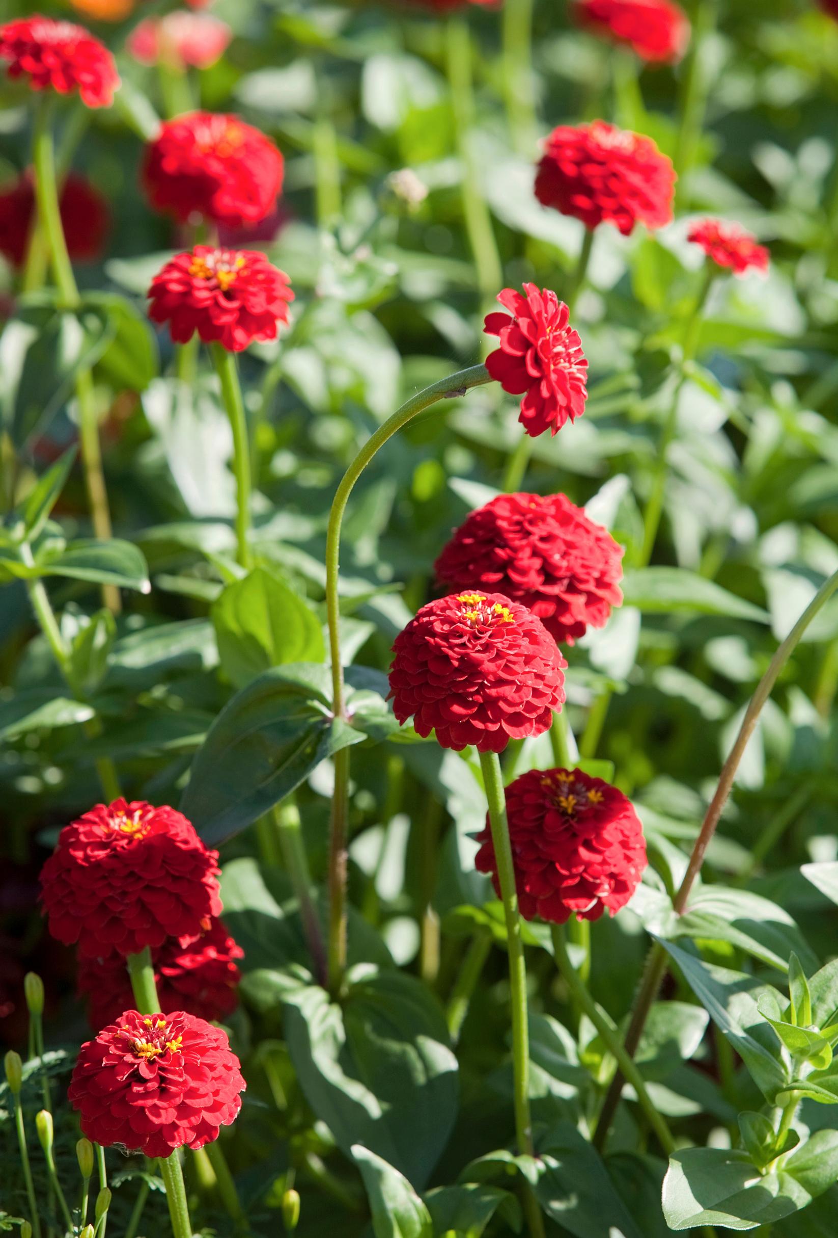 Isotsinnia ’Ruffles’