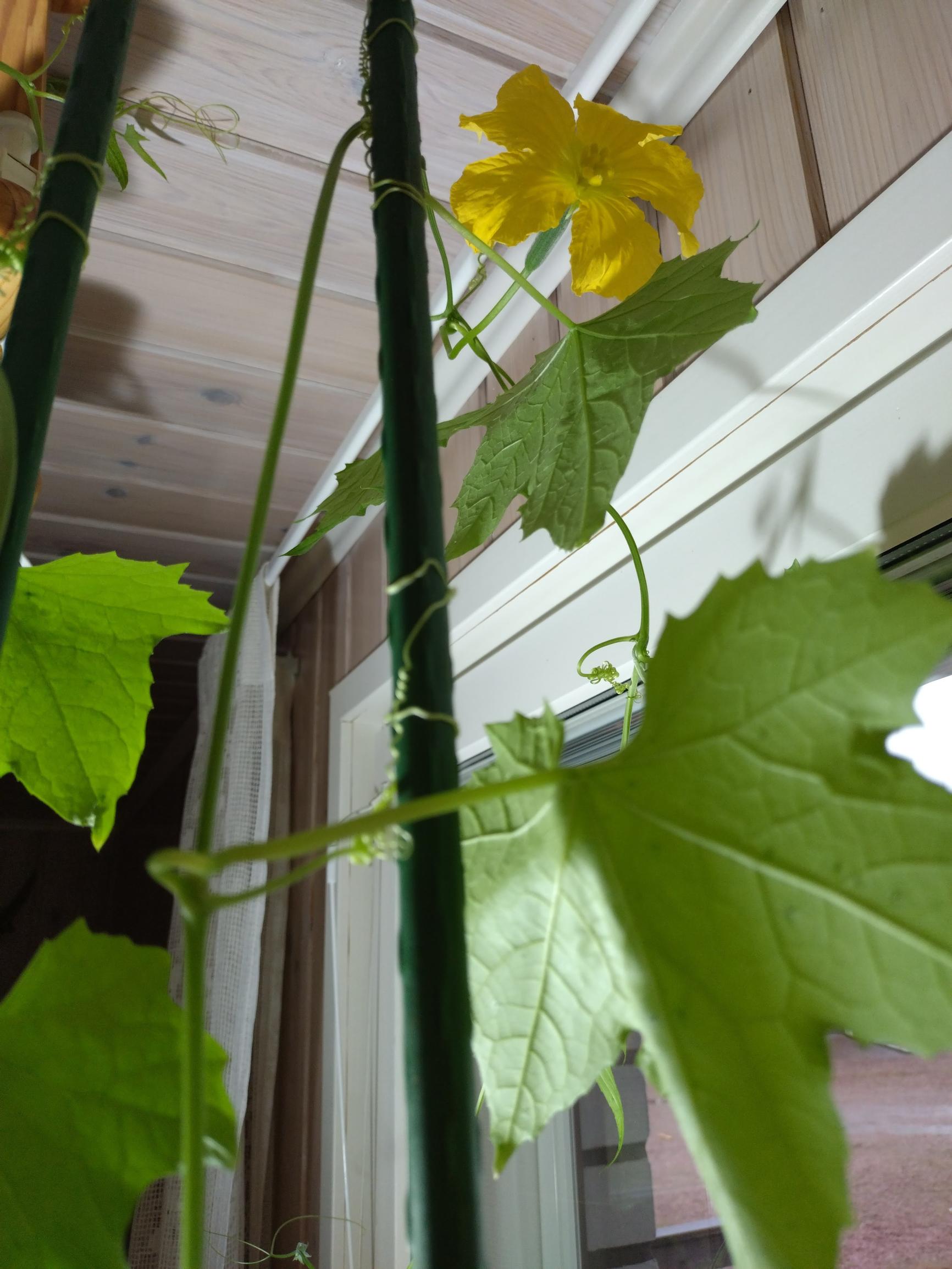 Pesusienikurkku eli luffa