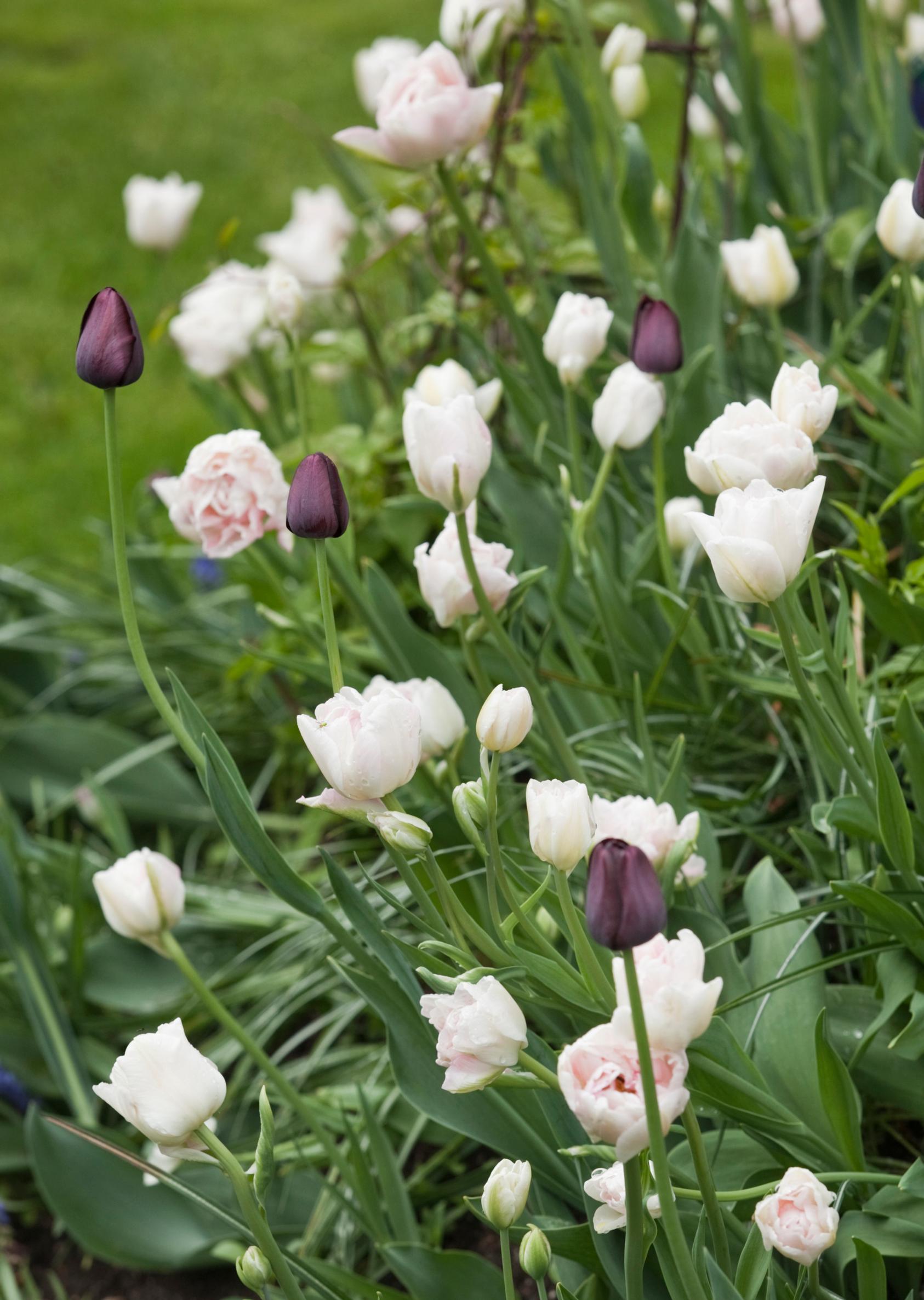 'Angeligue' ja 'Queen of Night' -tulppaanit