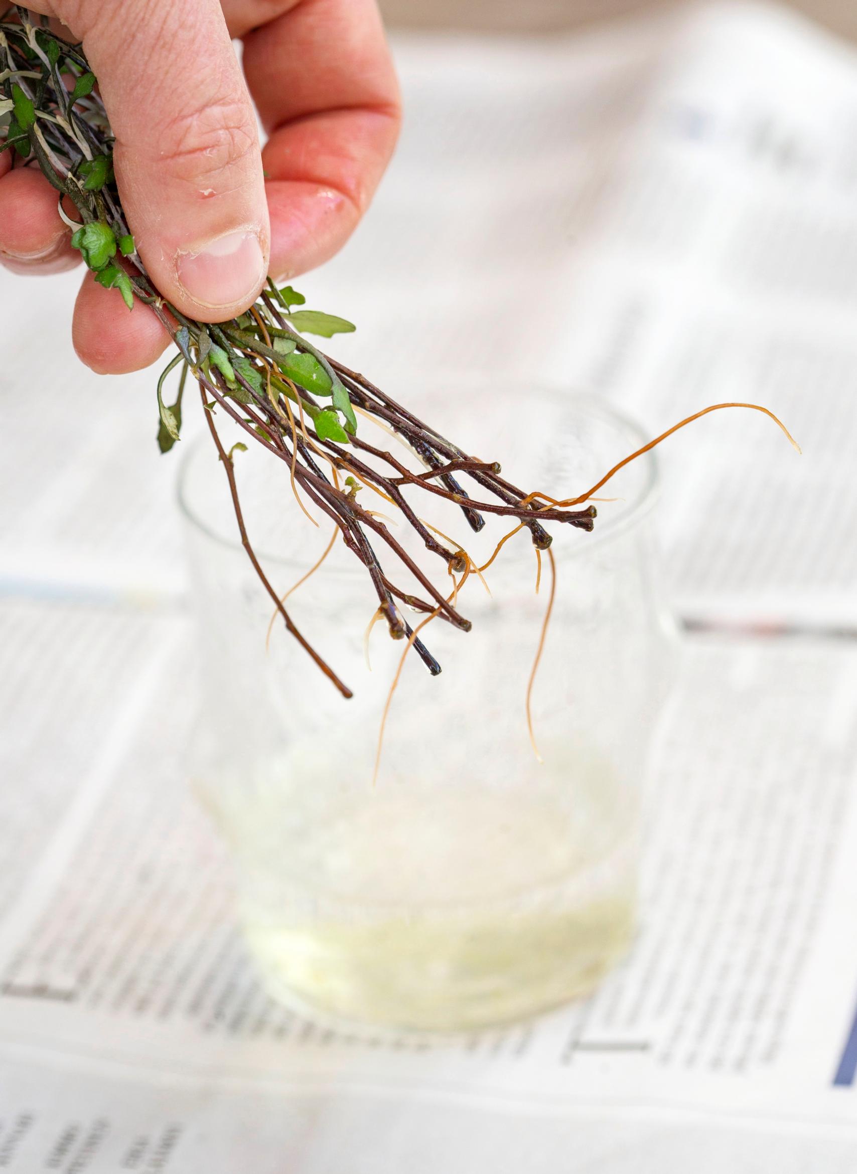 Kummituspuun pistokkaat