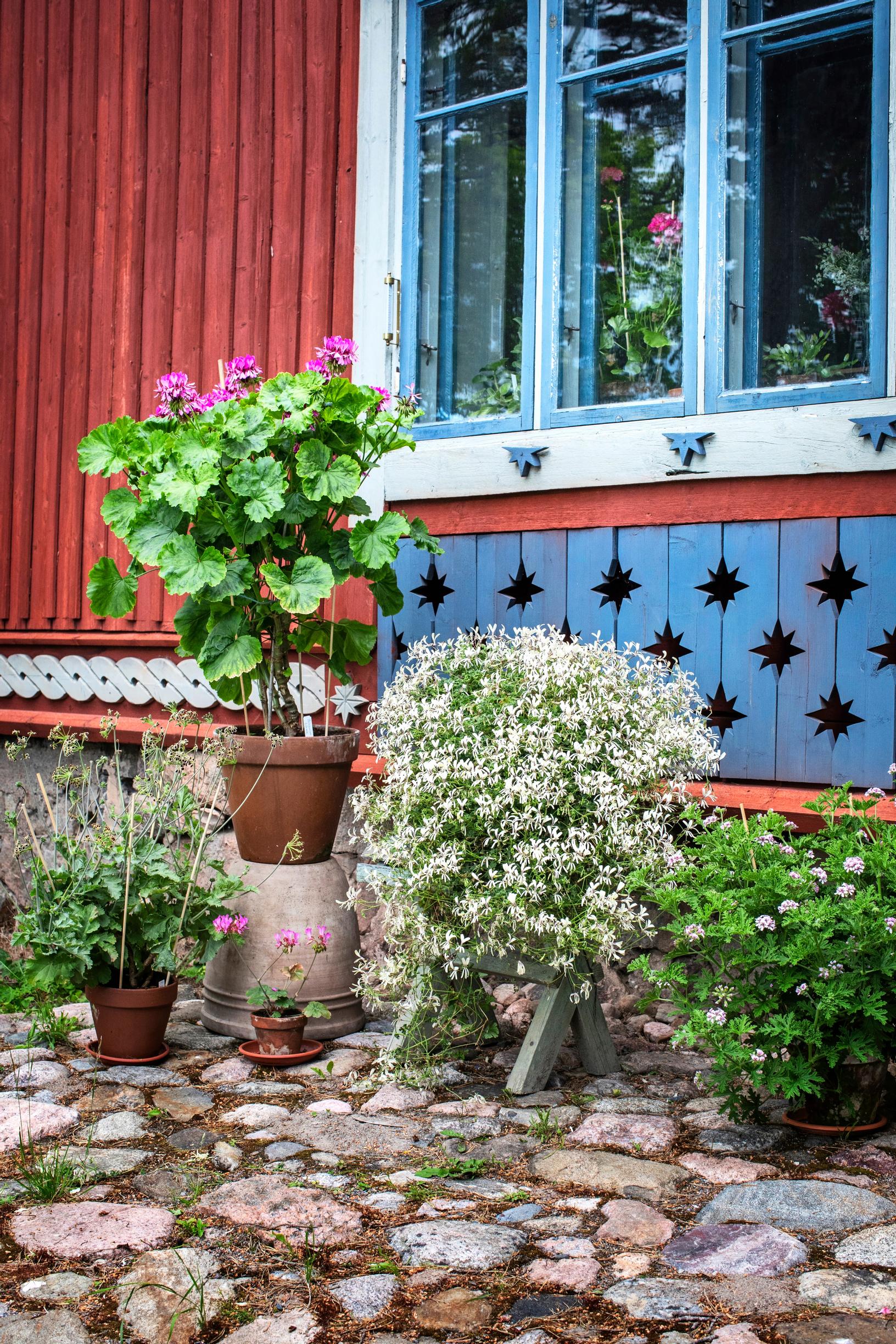 Kaikki kotipelargonilajikkeet polveutuvat Pelargonium zonalesta.