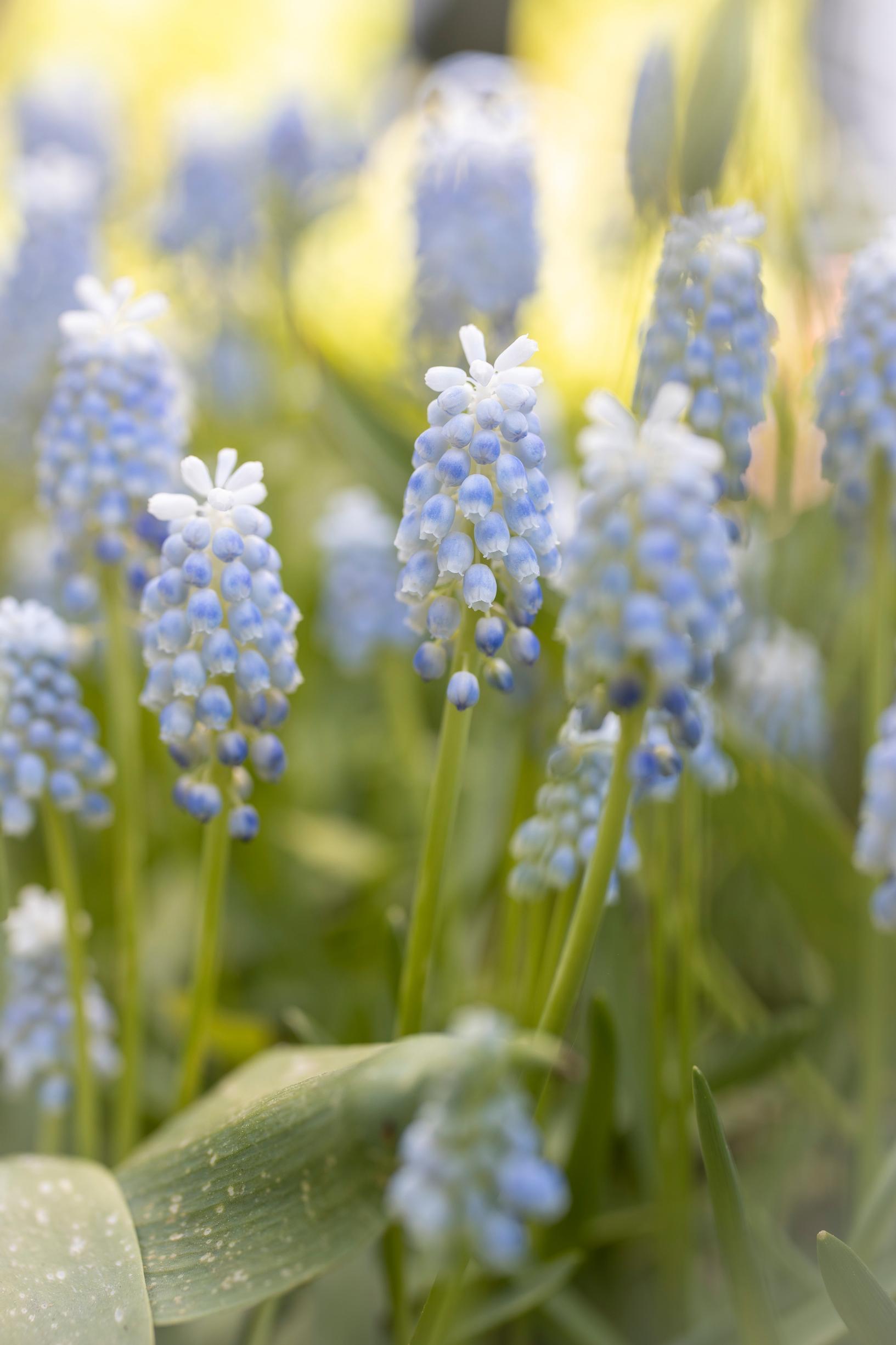 ’Peppermint’-helmililja.