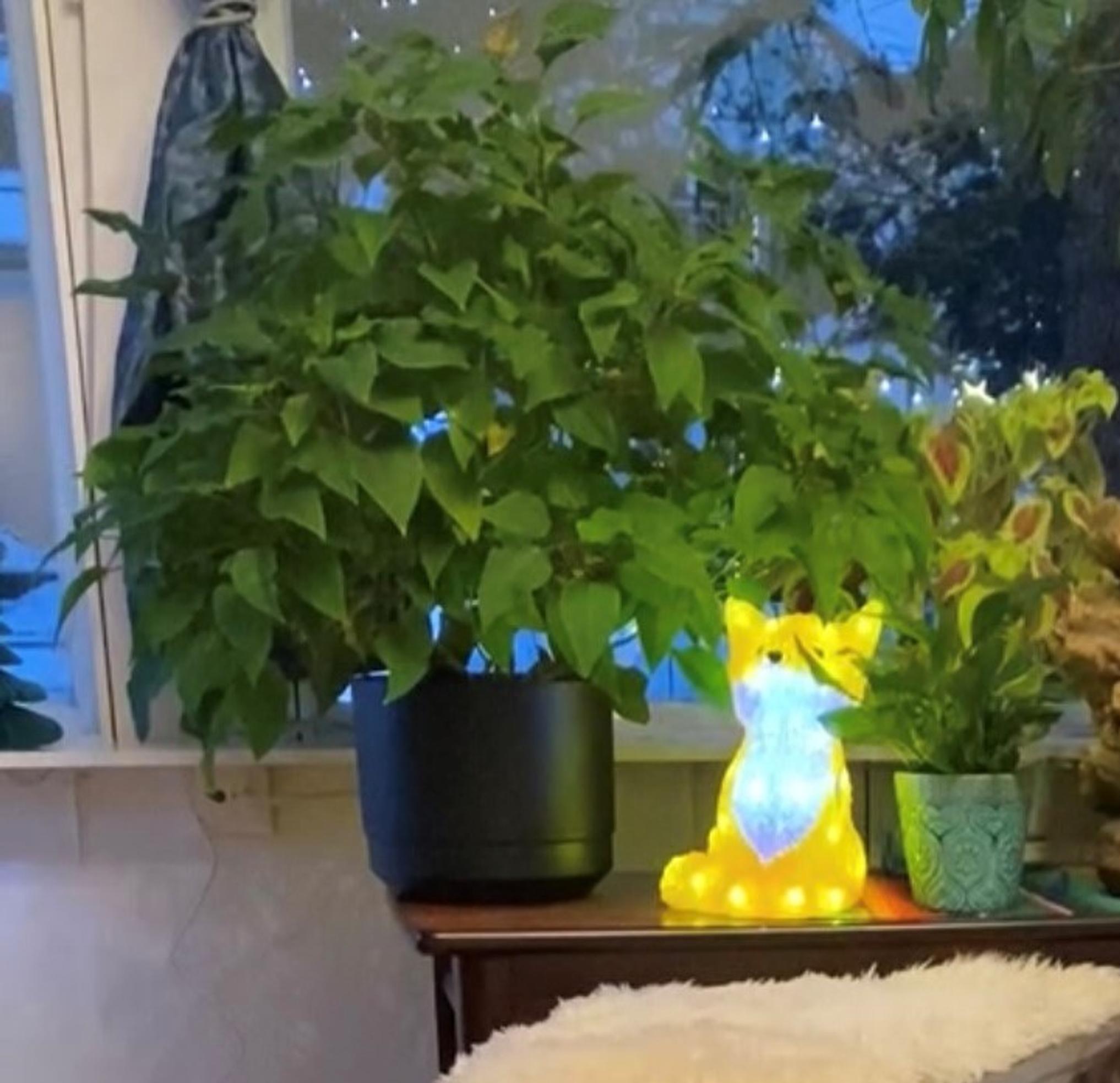 joulutähti reilun vuoden ikäisenä