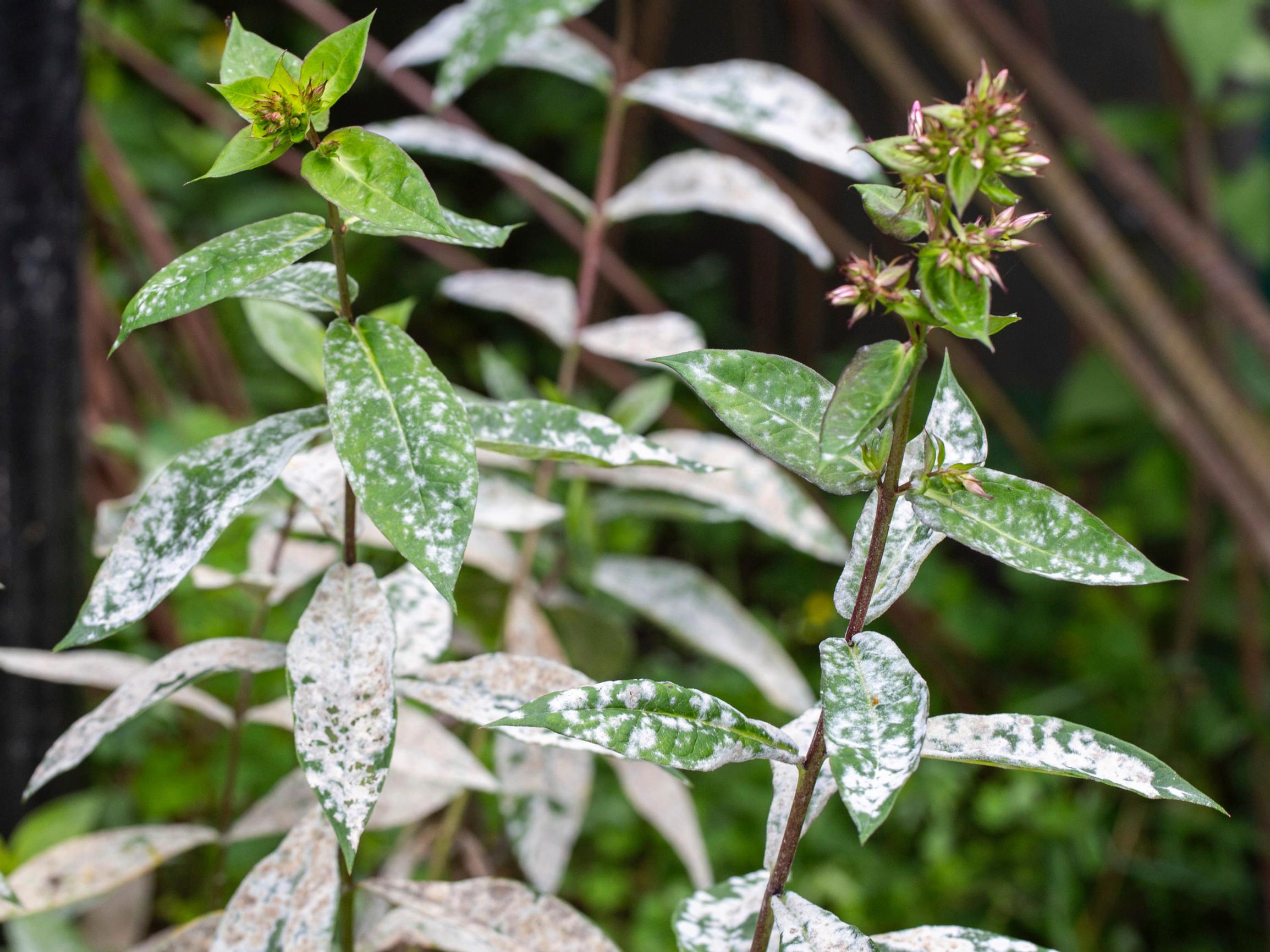 Härmä on yleinen loppukesän riesa puutarhassa – torjuntaan on onneksi monta niksiä