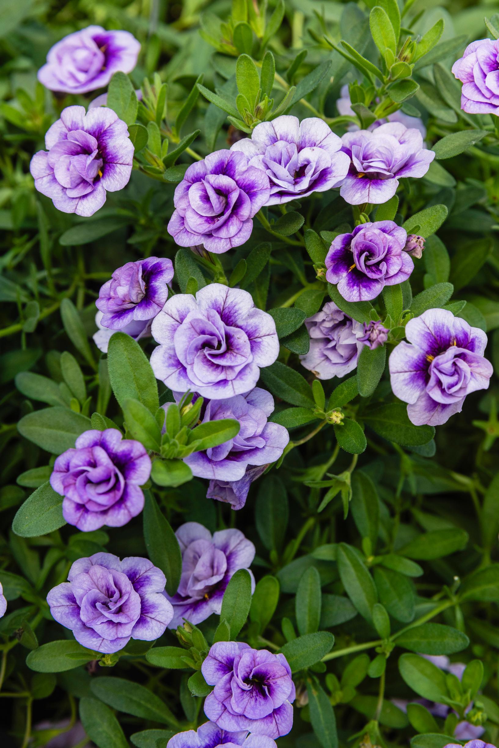 Monivärinen miljoonakello eli pikkupetunia