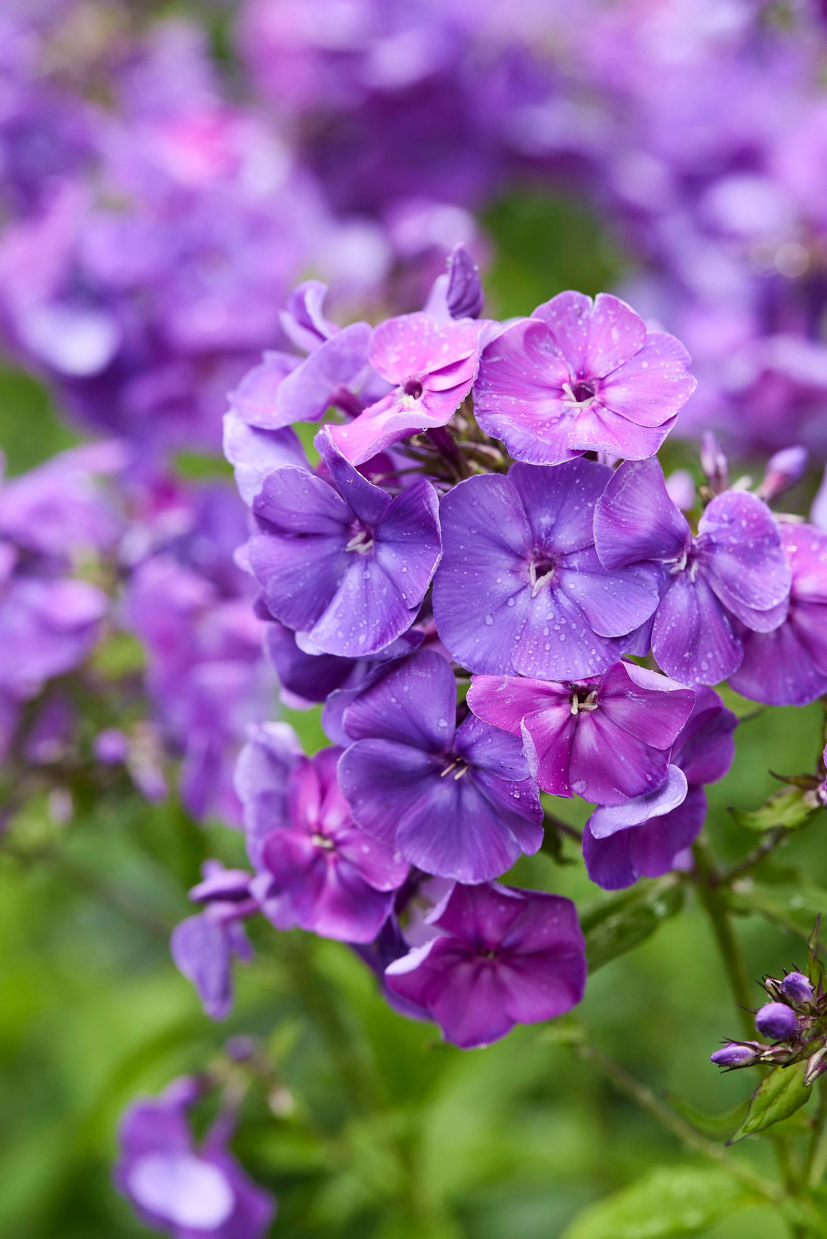 leimu ’Osmo Heikinheimo’
