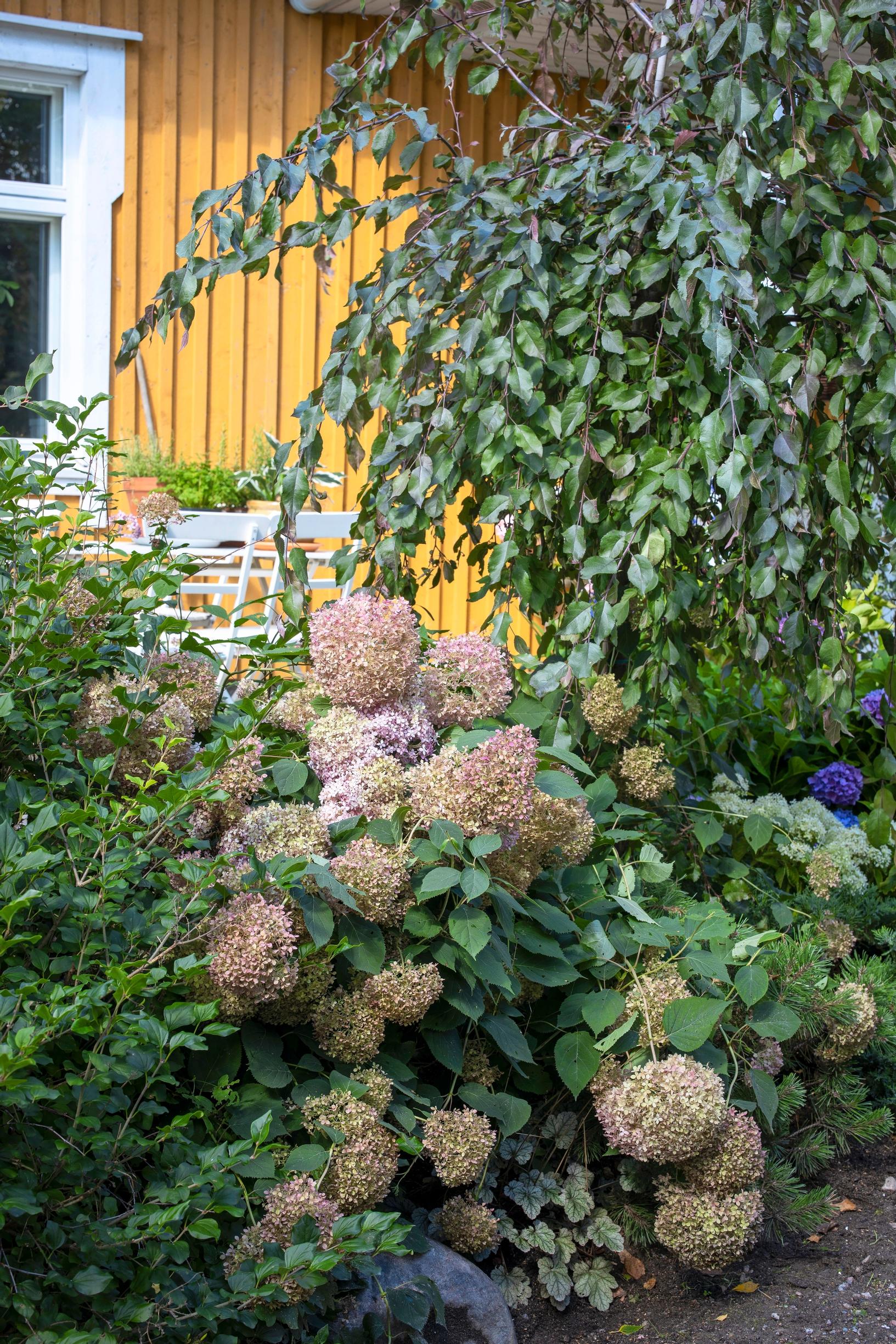 Vaaleanpunainen Pink Annabelle -pallohortensia Ilpon puutarhassa