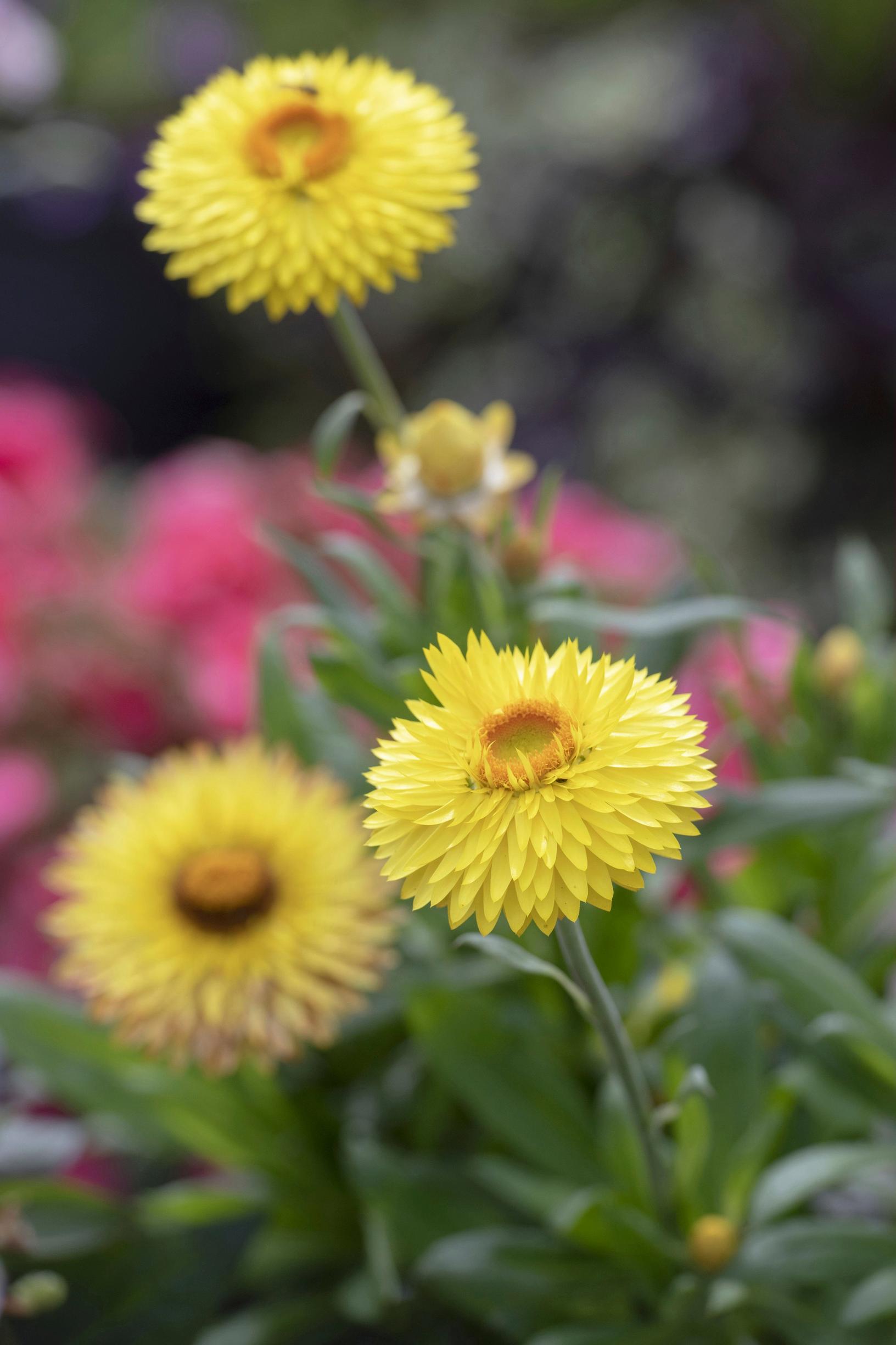 Iso-olkikukka ’Granvia Gold’