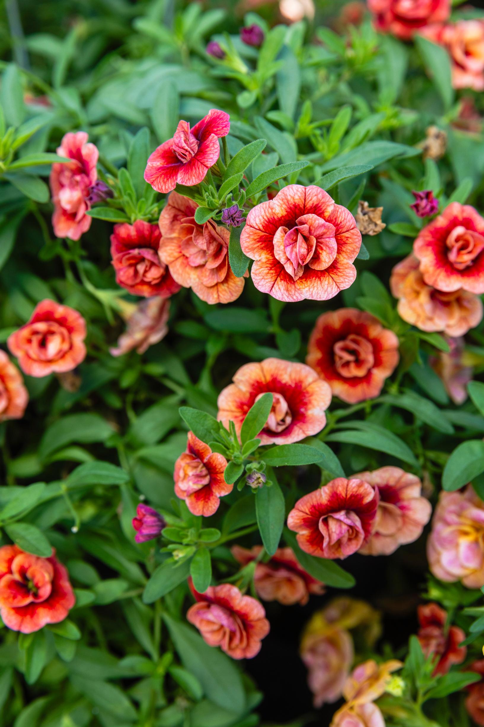Miljoonakello eli pikkupetunia
