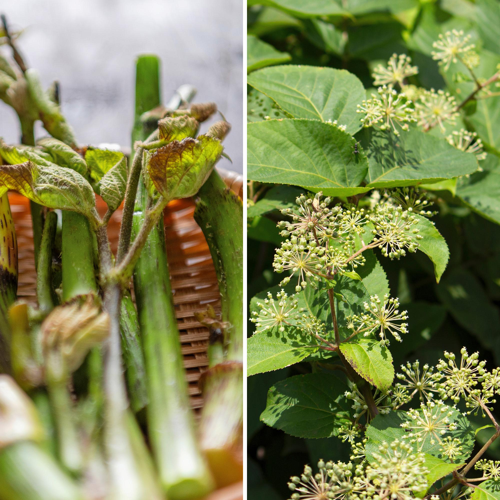 Helppoa satoa! Hertta-aralia  eli udo on rakastettu vihannes Japanissa – näin kasvatat monivuotista herkkua kotipihassasi