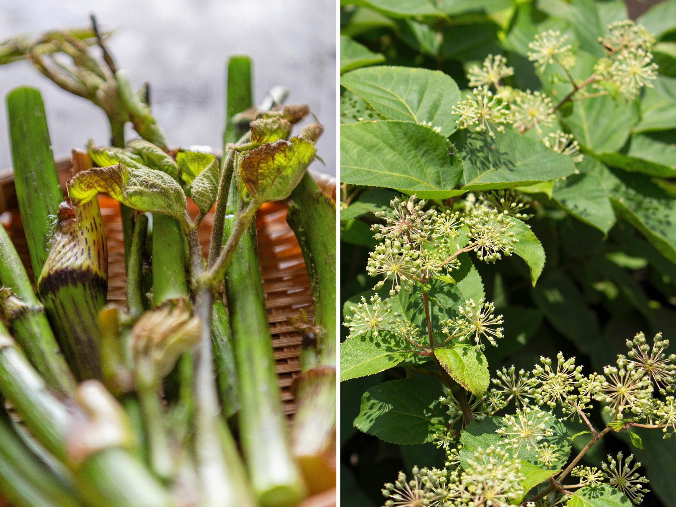 Helppoa satoa! Hertta-aralia  eli udo on rakastettu vihannes Japanissa – näin kasvatat monivuotista herkkua kotipihassasi