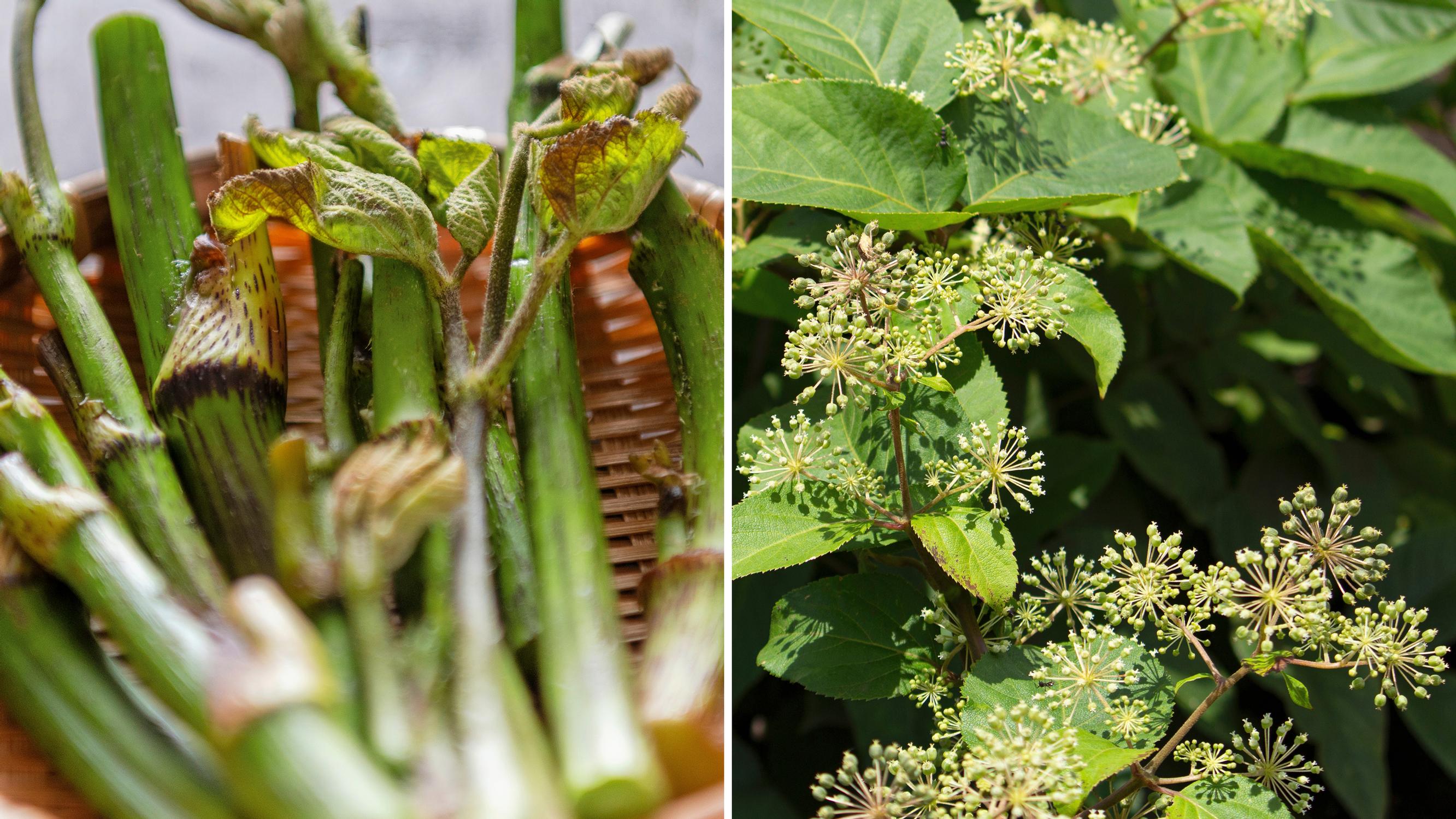 Helppoa satoa! Hertta-aralia  eli udo on rakastettu vihannes Japanissa – näin kasvatat monivuotista herkkua kotipihassasi