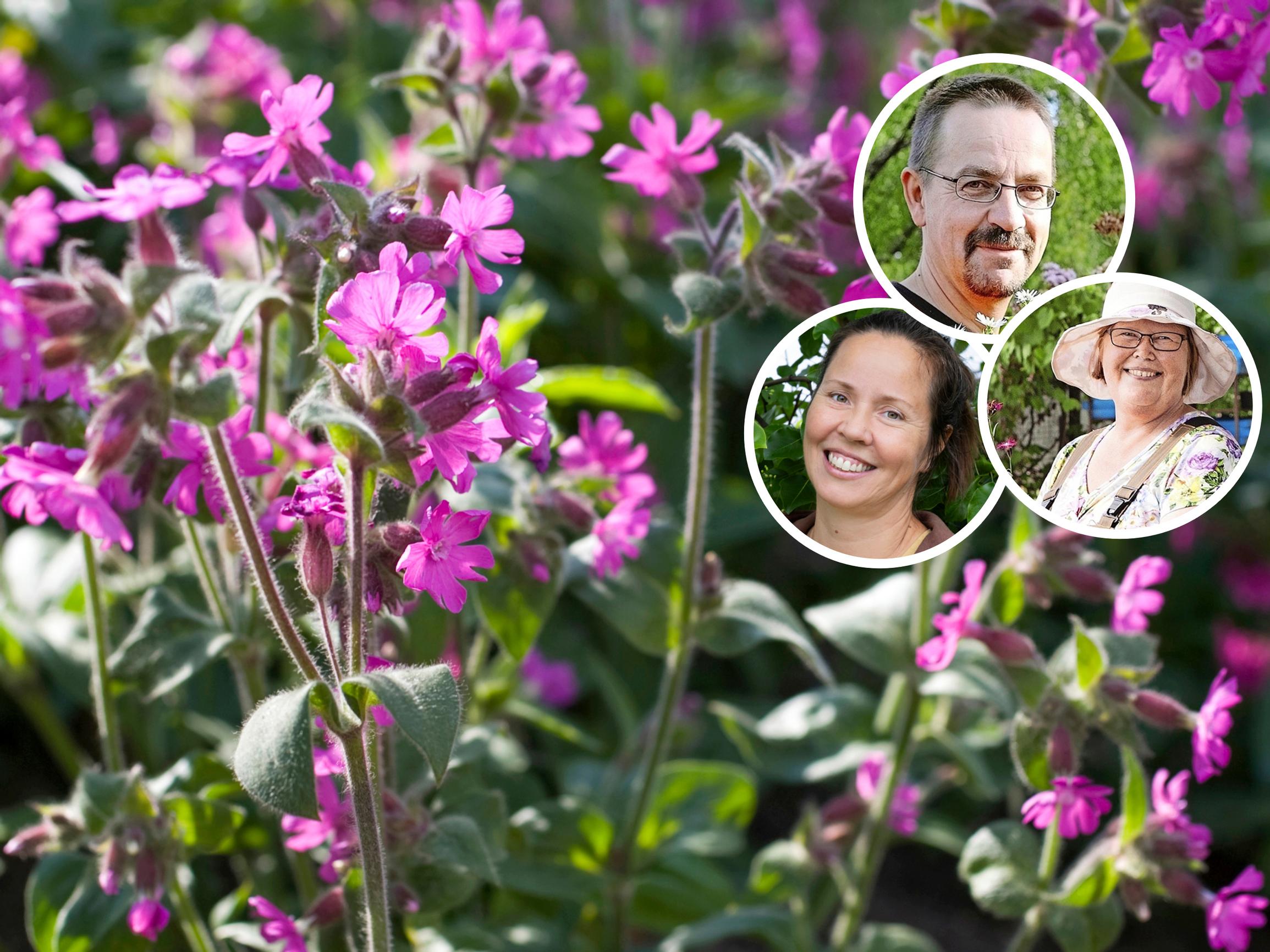 Taimistojen ammattilaiset valitsivat 9 puutarhaan sopivaa luonnonkasvia: ”Helppo ja nätti laji palkitsee uskomattoman upealla kukinnalla”